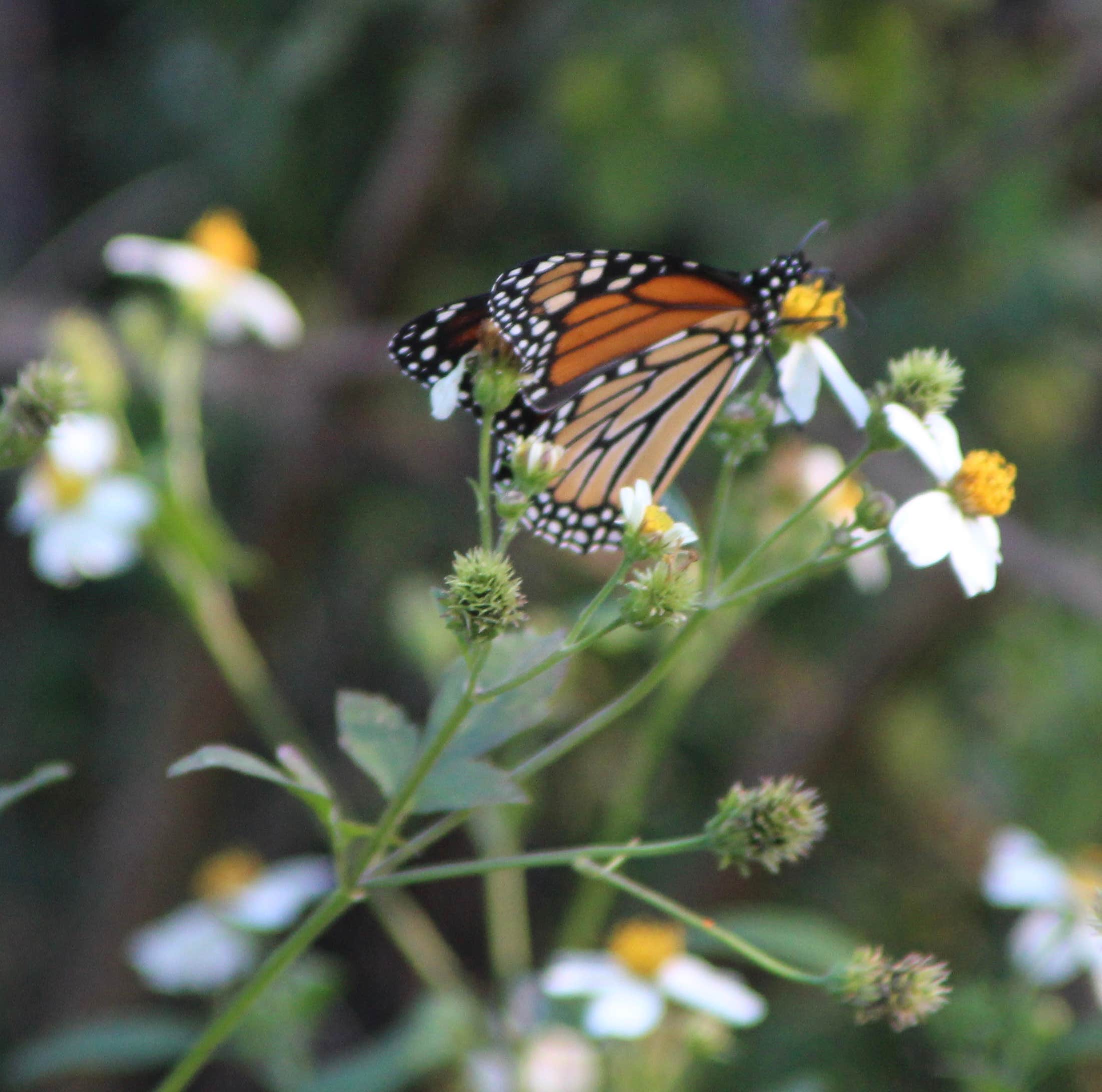 Camper-submitted photo at Sun Outdoors Orange Beach near Lillian, AL
