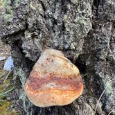 Review photo of Panocha Spring by Cole L., October 6, 2025