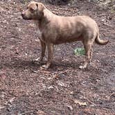 Review photo of Panther Creek Creekside Camp by Holly M., March 19, 2026