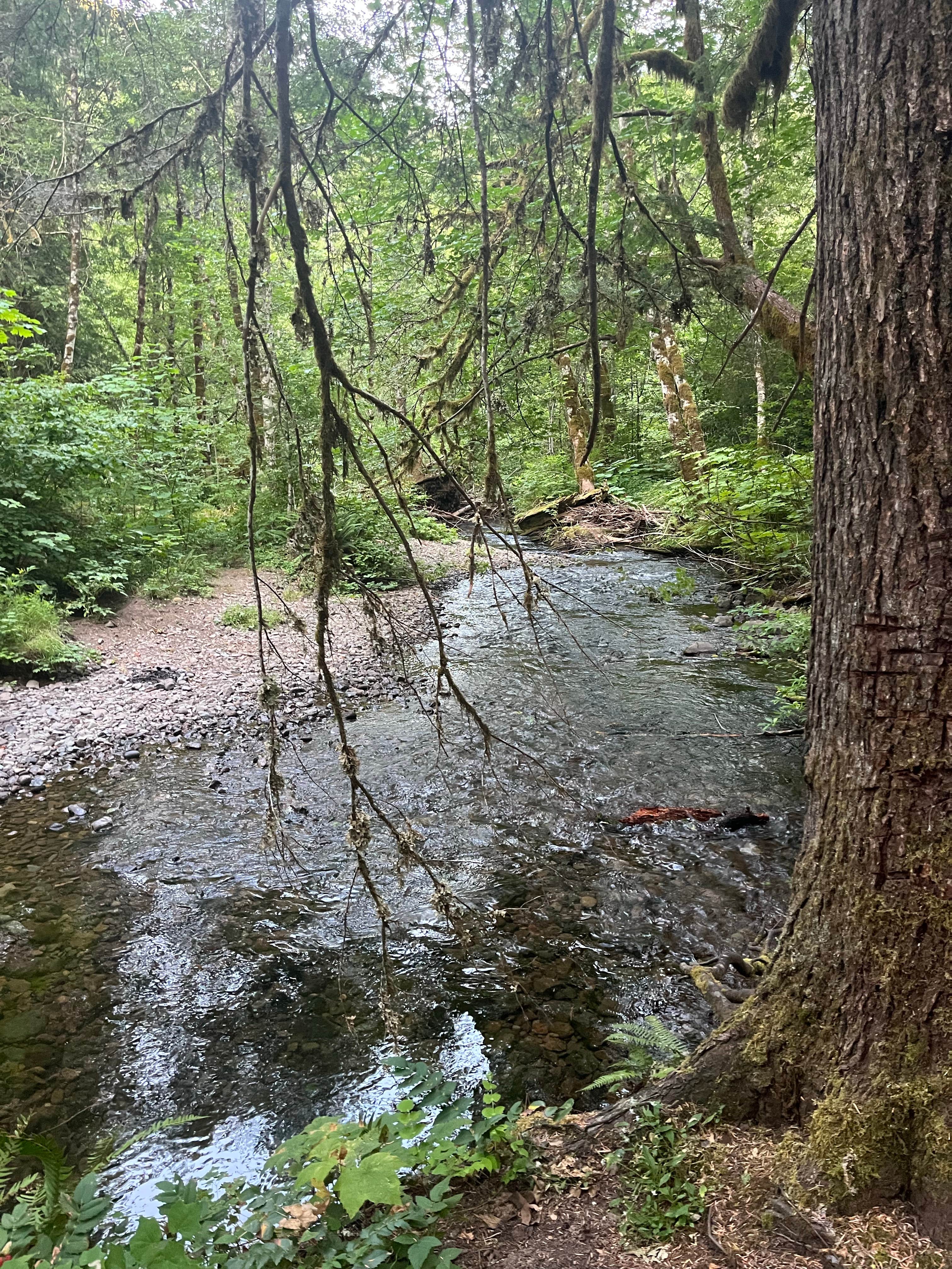Camper-submitted photo at Panther Creek Creekside Camp near Corbett, OR