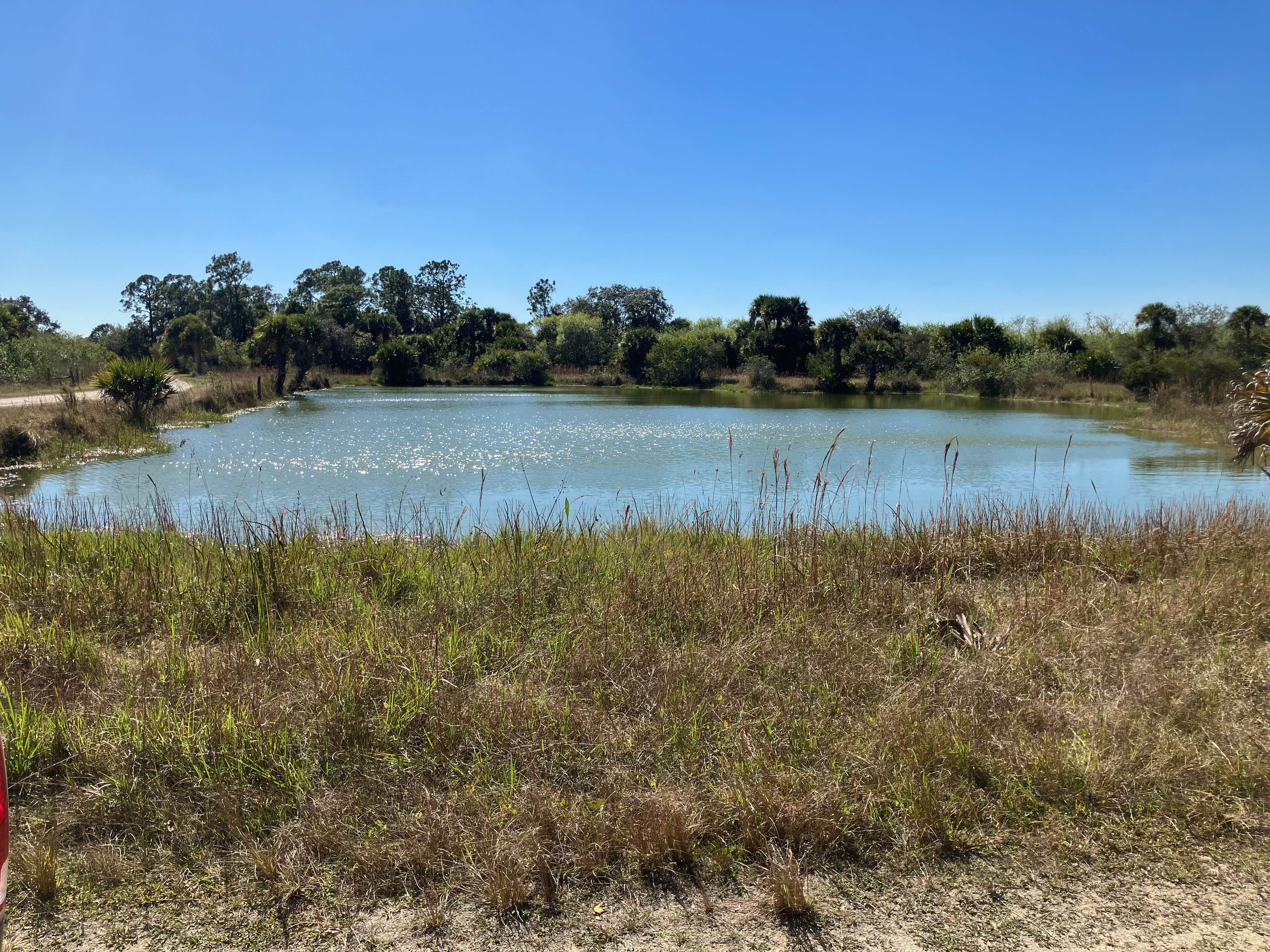 Camper-submitted photo at Panther Pond Primitive Campground — Okaloacoochee Slough State Forest near Naples, FL