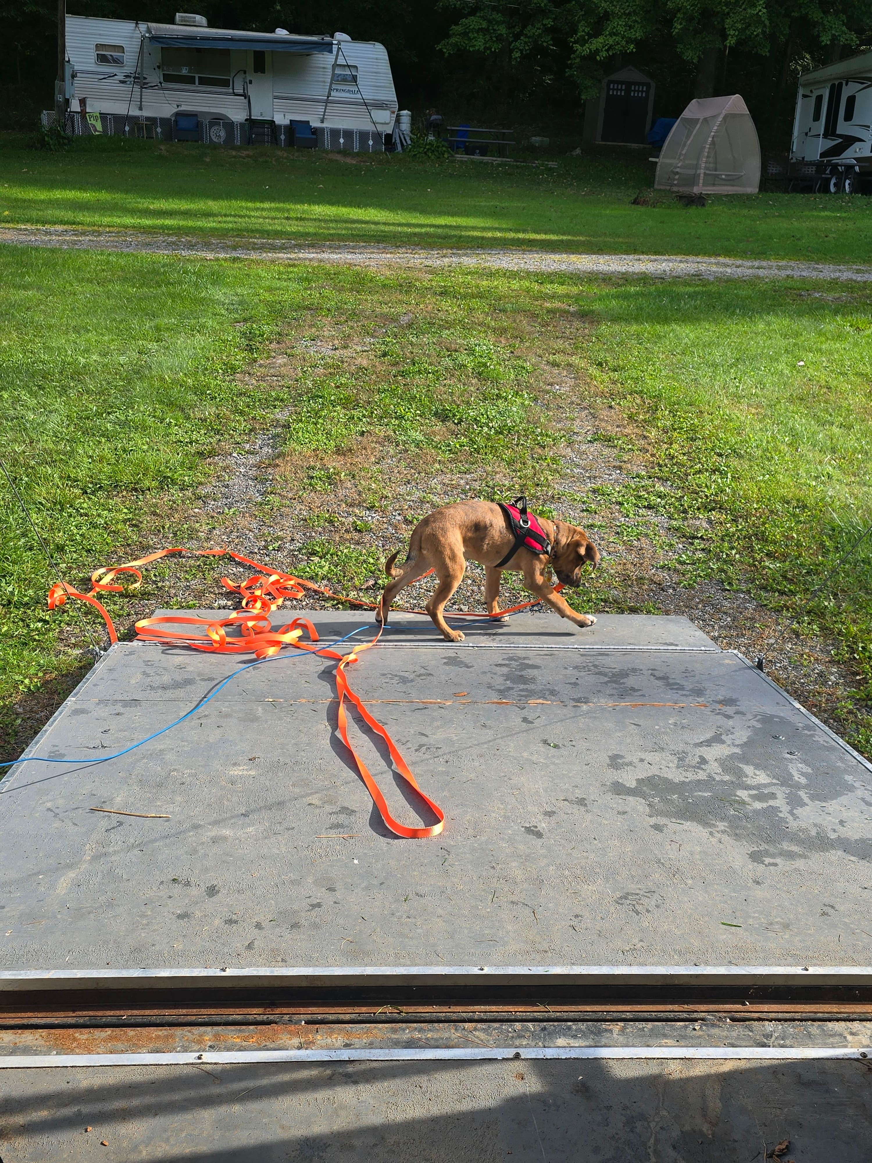 Charles S.'s photo of camping with pets at Crawford's Camping Park near New Wilmington, PA