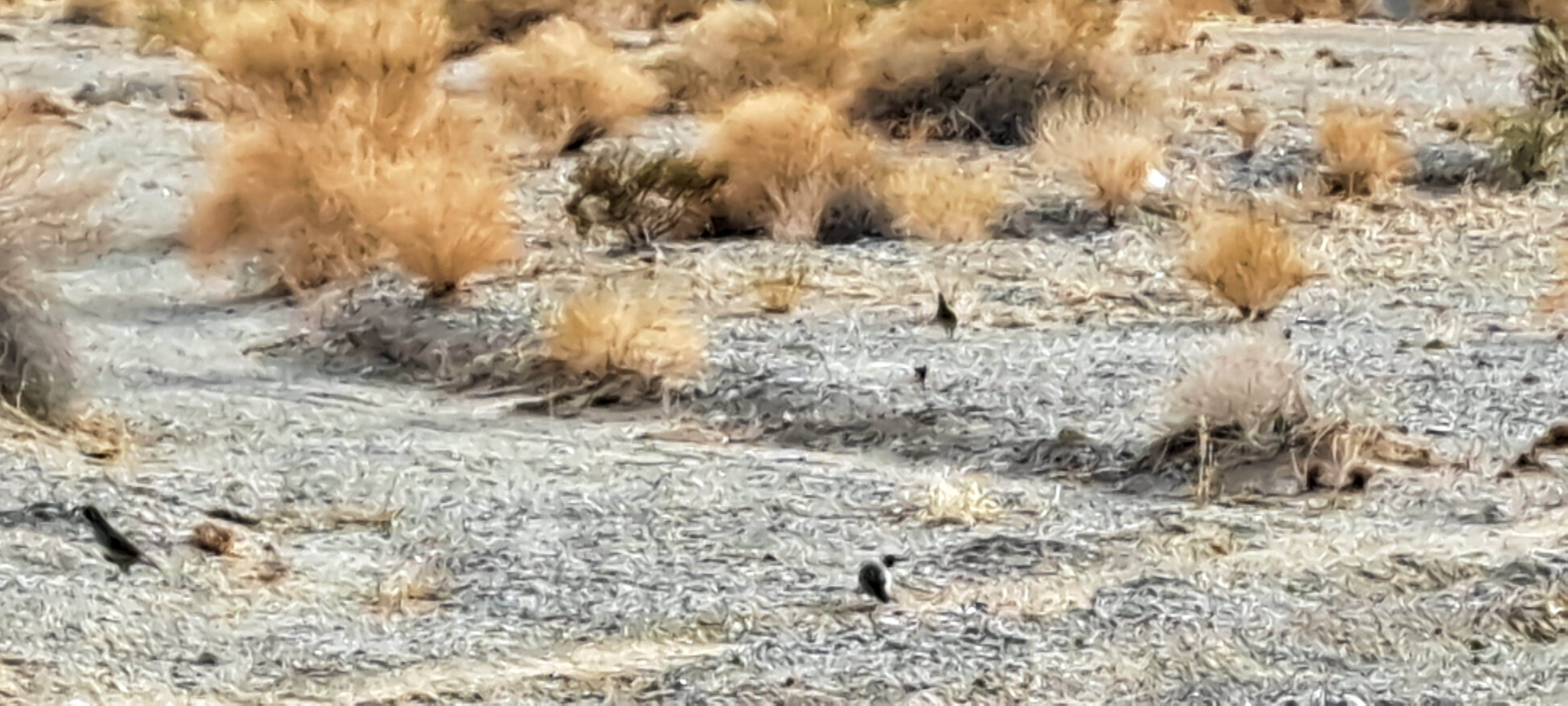 Camper-submitted photo at Parker Pit Road Dispersed near Parker, AZ