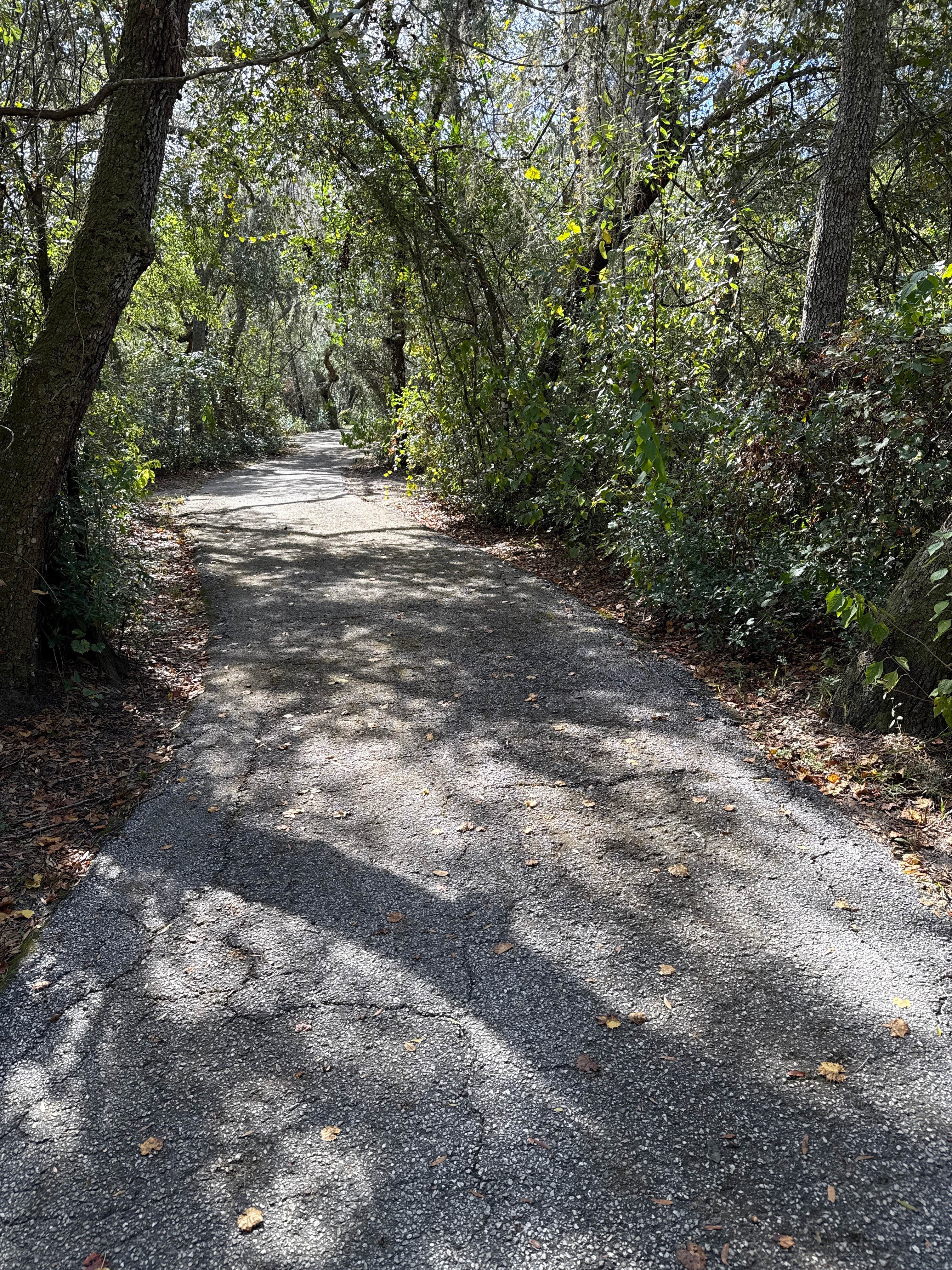Camper submitted image from Pasco County - Crews Lake Wilderness Park - 3