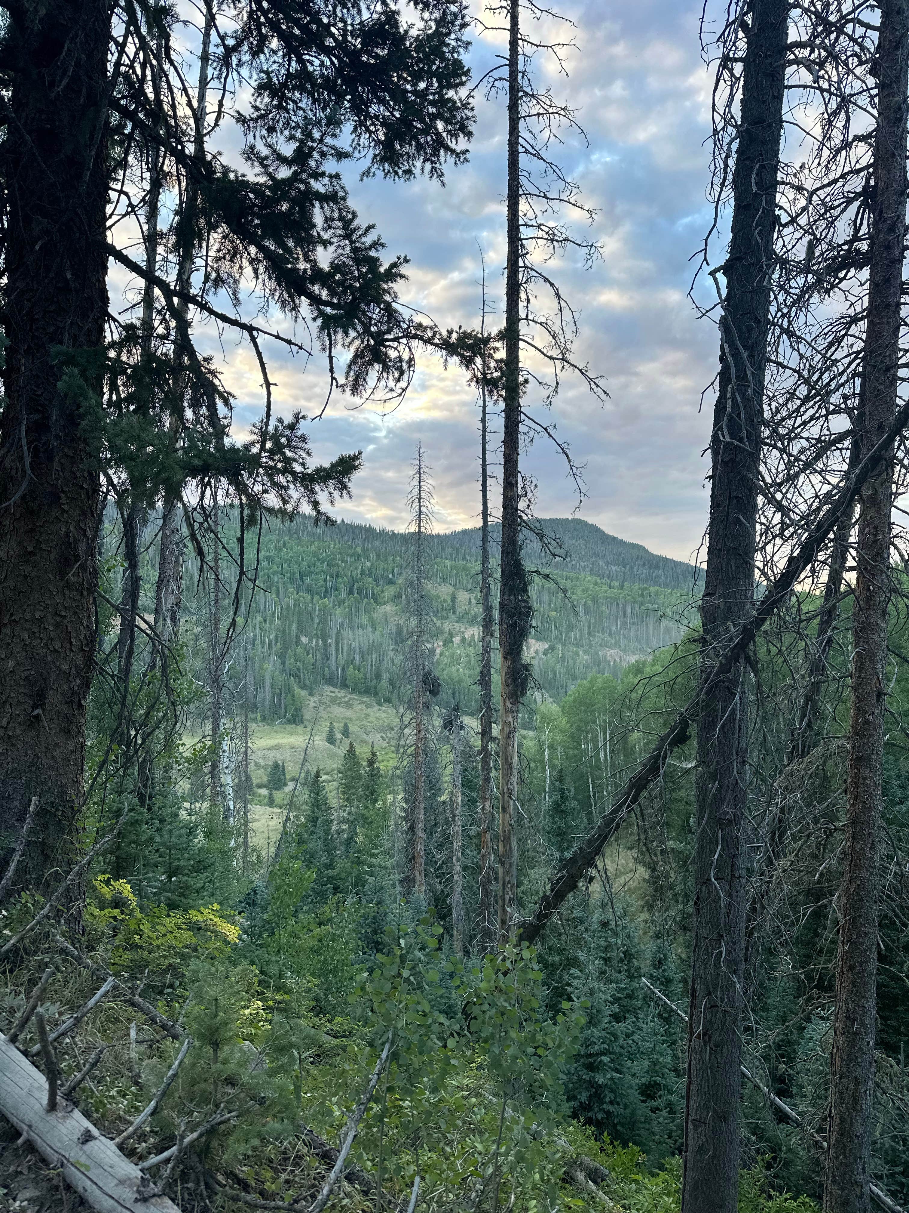 Camper-submitted photo at Pass Creek Road Dispersed Camping near Rio Grande National Forest