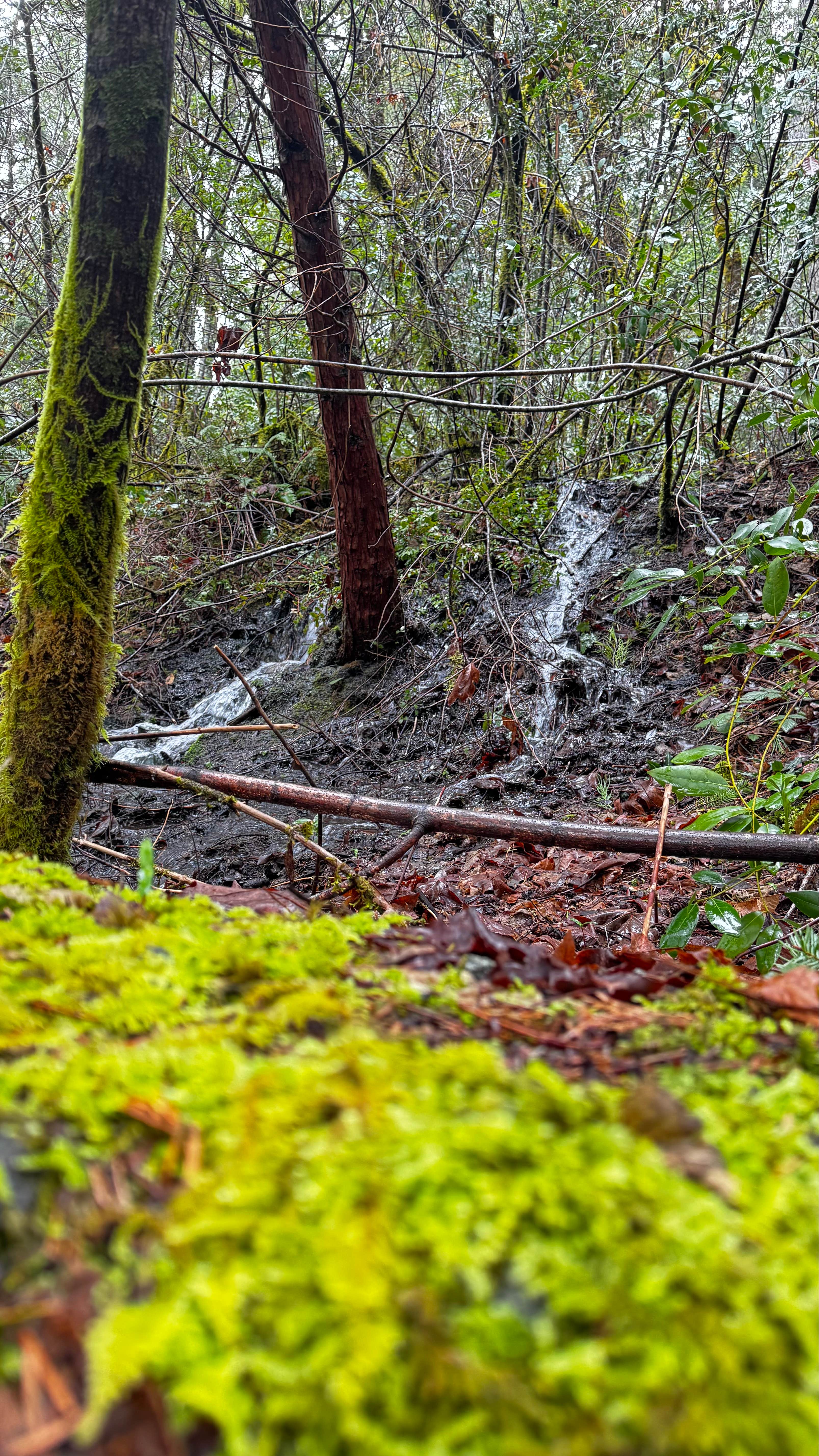 Camper-submitted photo at Patrick Creek Dispersed Camping near Smith River, CA