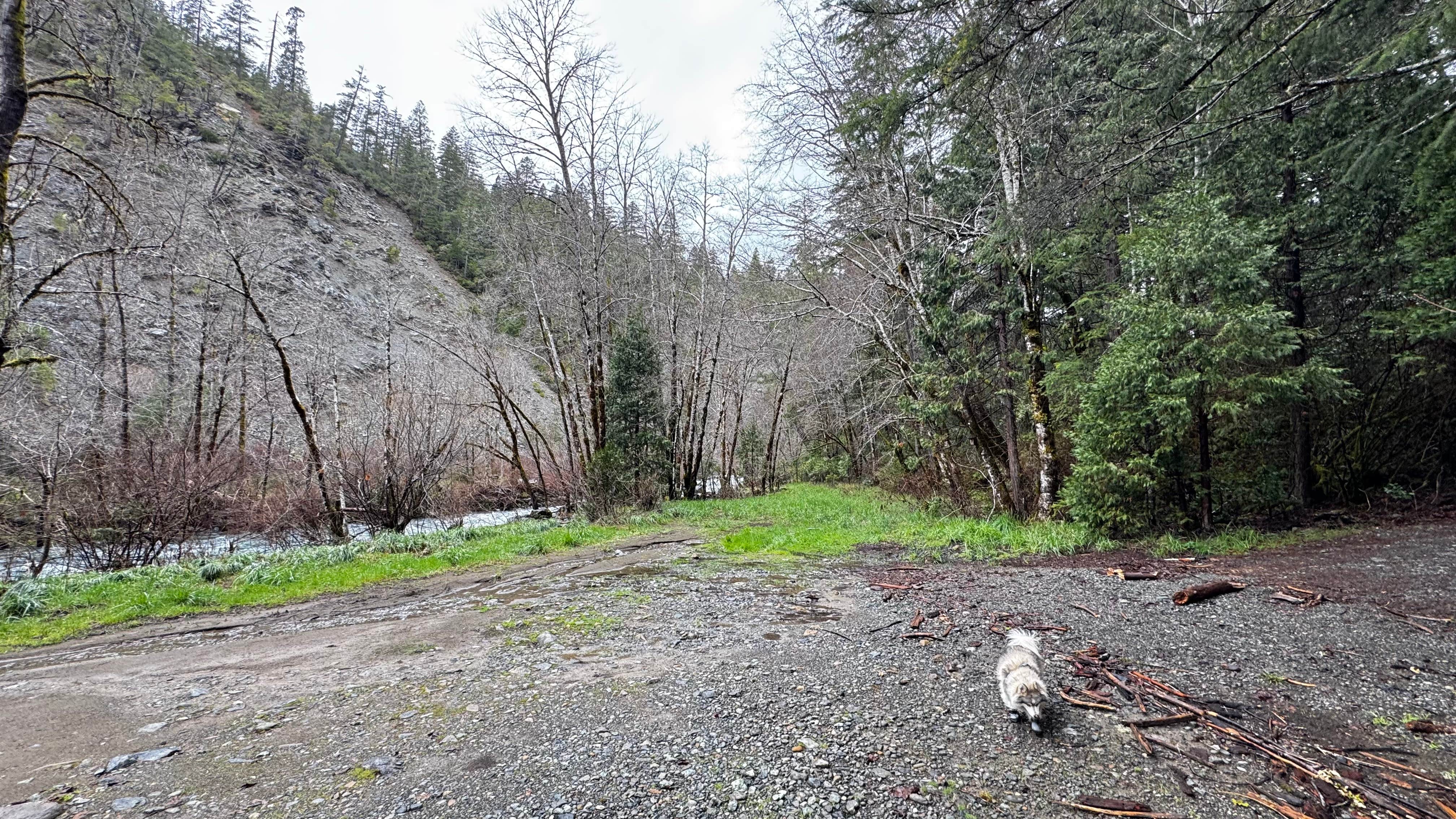 Chinh N.'s photo of camping with pets at Patrick Creek Dispersed Camping near Smith River, CA