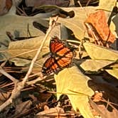 Review photo of Paul B. Johnson State Park Campground by Amanda T., October 12, 2026
