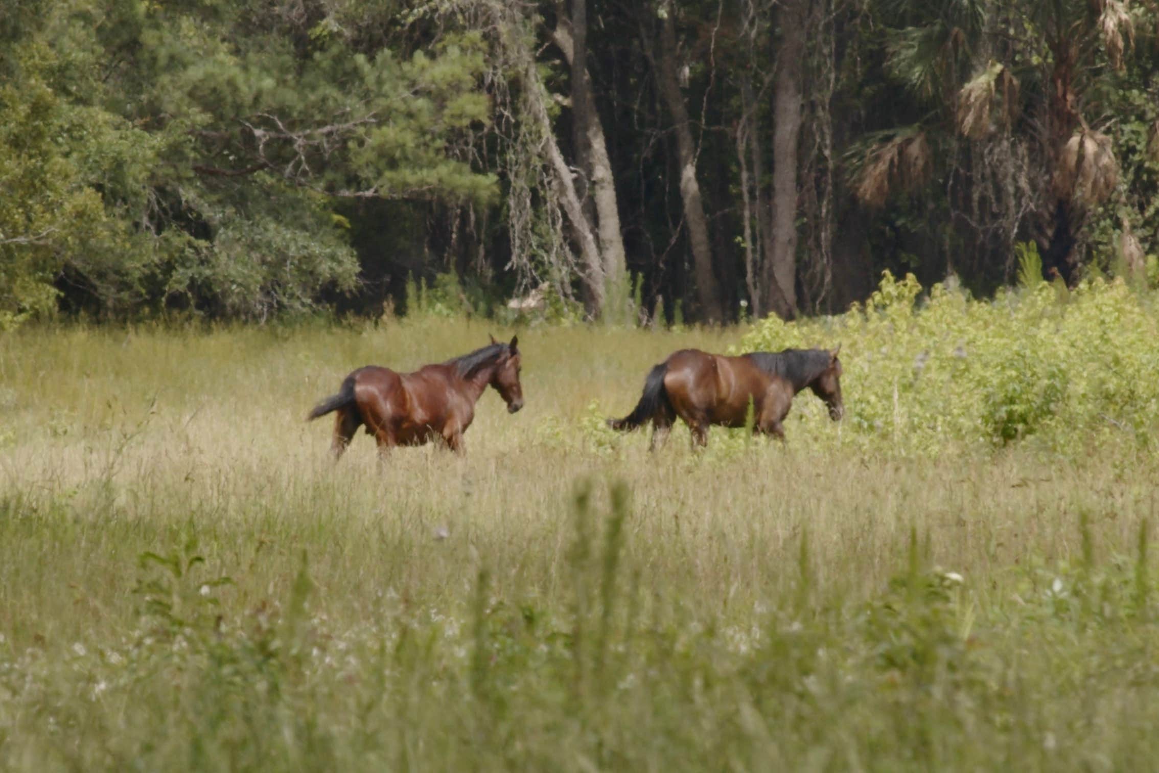 Jeff E.'s photo of camping with a horse at Paynes Prairie Preserve State Park Campground near Archer, FL