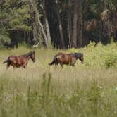 Review photo of Paynes Prairie Preserve State Park Campground by Jeff E., June 26, 2024