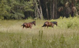 Jeff E.'s photo of camping with a horse at Paynes Prairie Preserve State Park Campground near Fort Mccoy, FL
