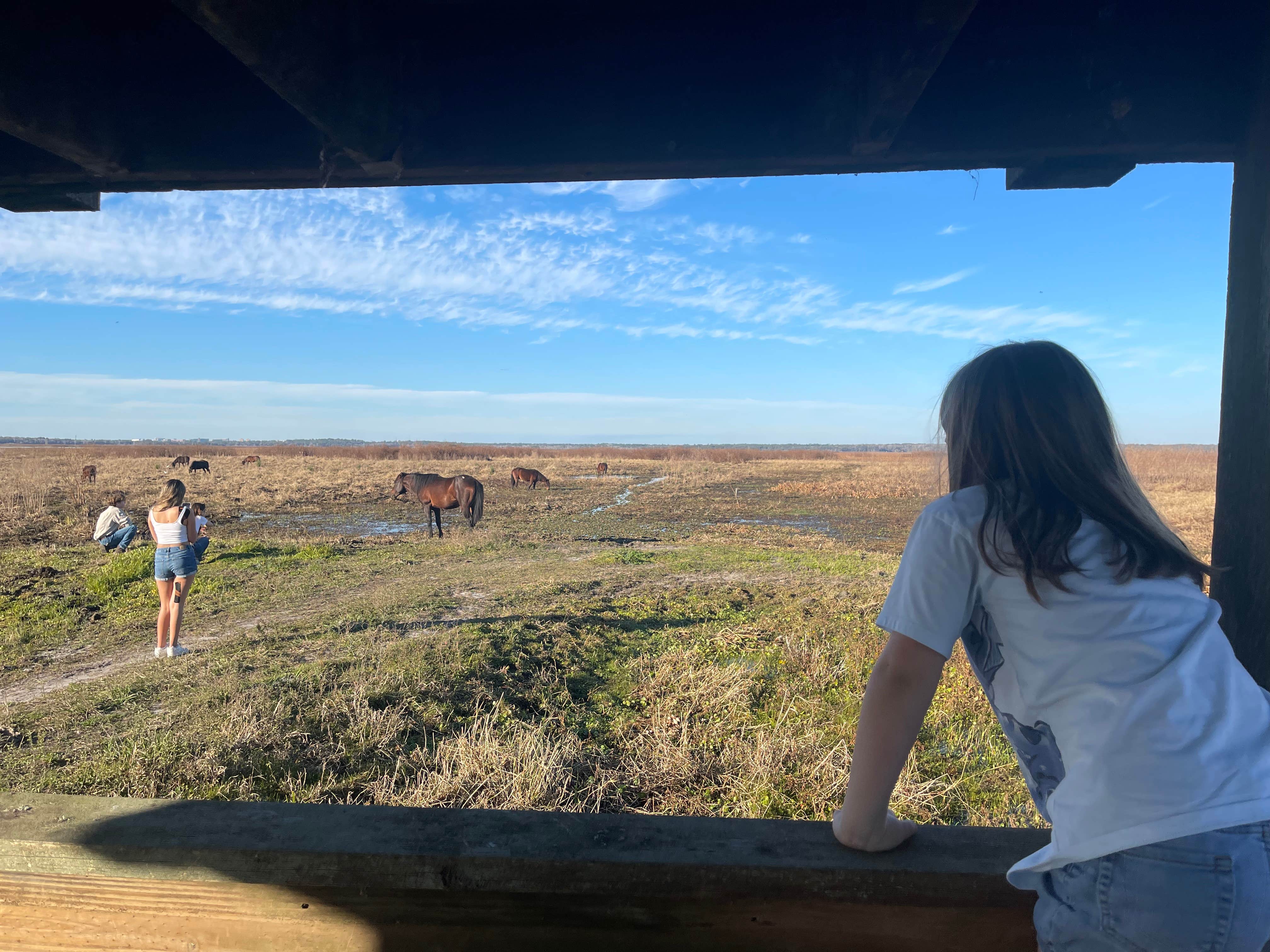 Joe R.'s photo of camping with a horse at Paynes Prairie Preserve State Park Campground near Branford, FL