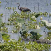 Review photo of Paynes Prairie Preserve State Park Campground by Jeff E., June 26, 2024