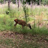 Review photo of Paynes Prairie Preserve State Park Campground by Jeff E., June 26, 2024