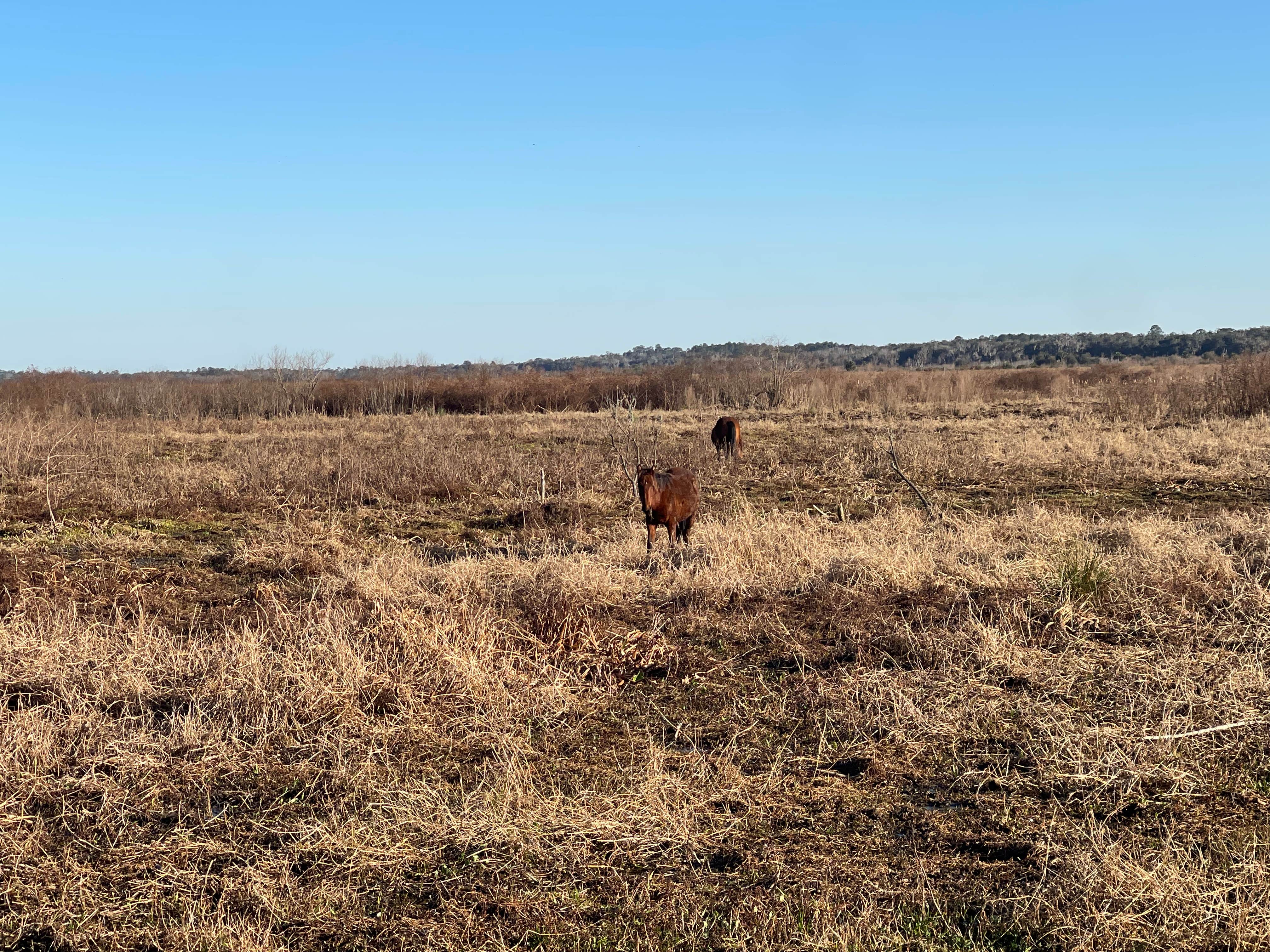 Joe R.'s photo of camping with a horse at Paynes Prairie Preserve State Park Campground near San Mateo, FL