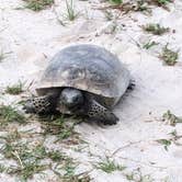 Review photo of Paynes Prairie Preserve State Park Campground by Jeff E., June 26, 2024