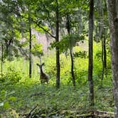 Review photo of Paynes Prairie Preserve State Park Campground by David G., May 5, 2024