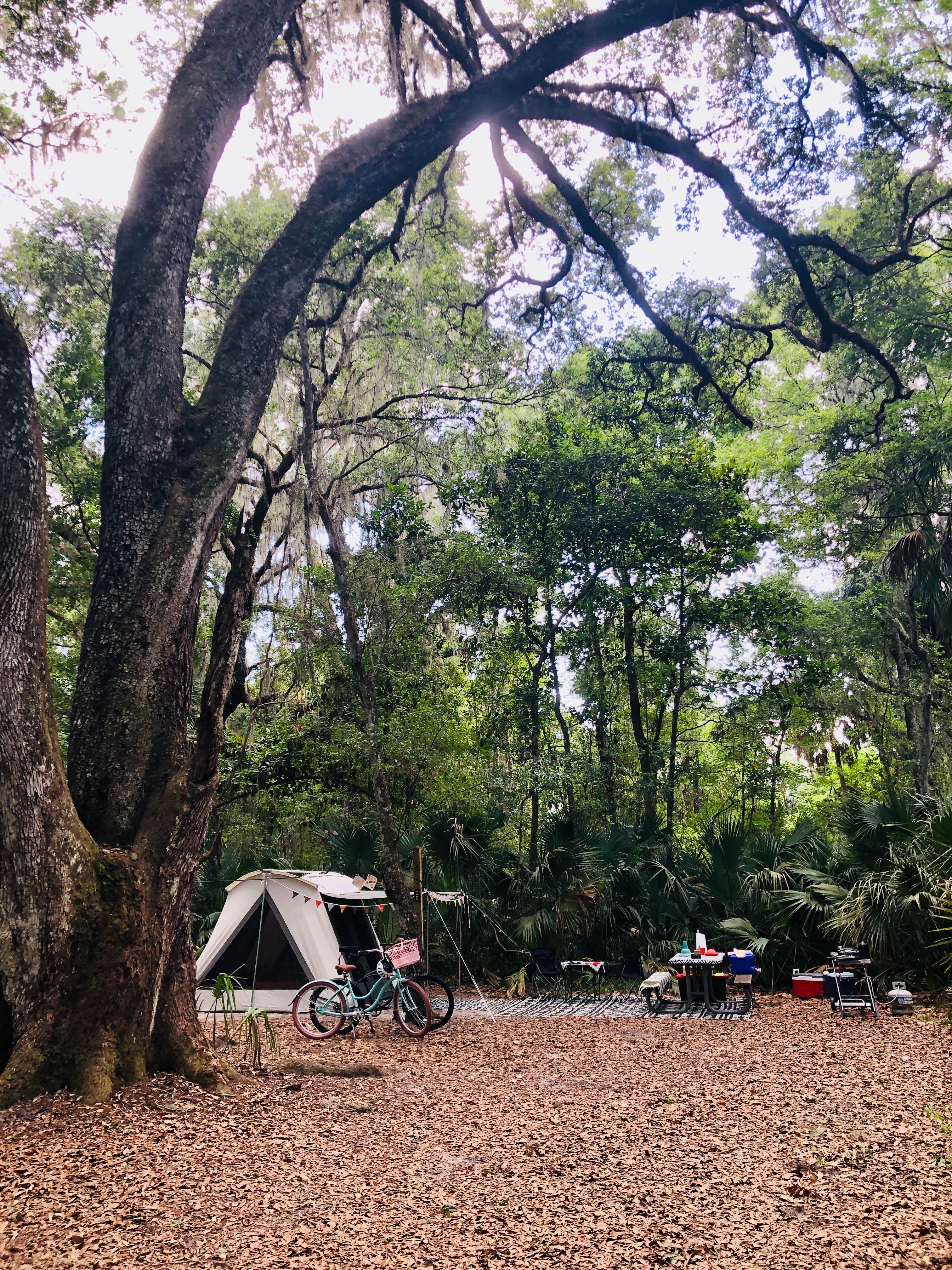 Jeff E.'s photo at Paynes Prairie Preserve State Park Campground near Micanopy, FL