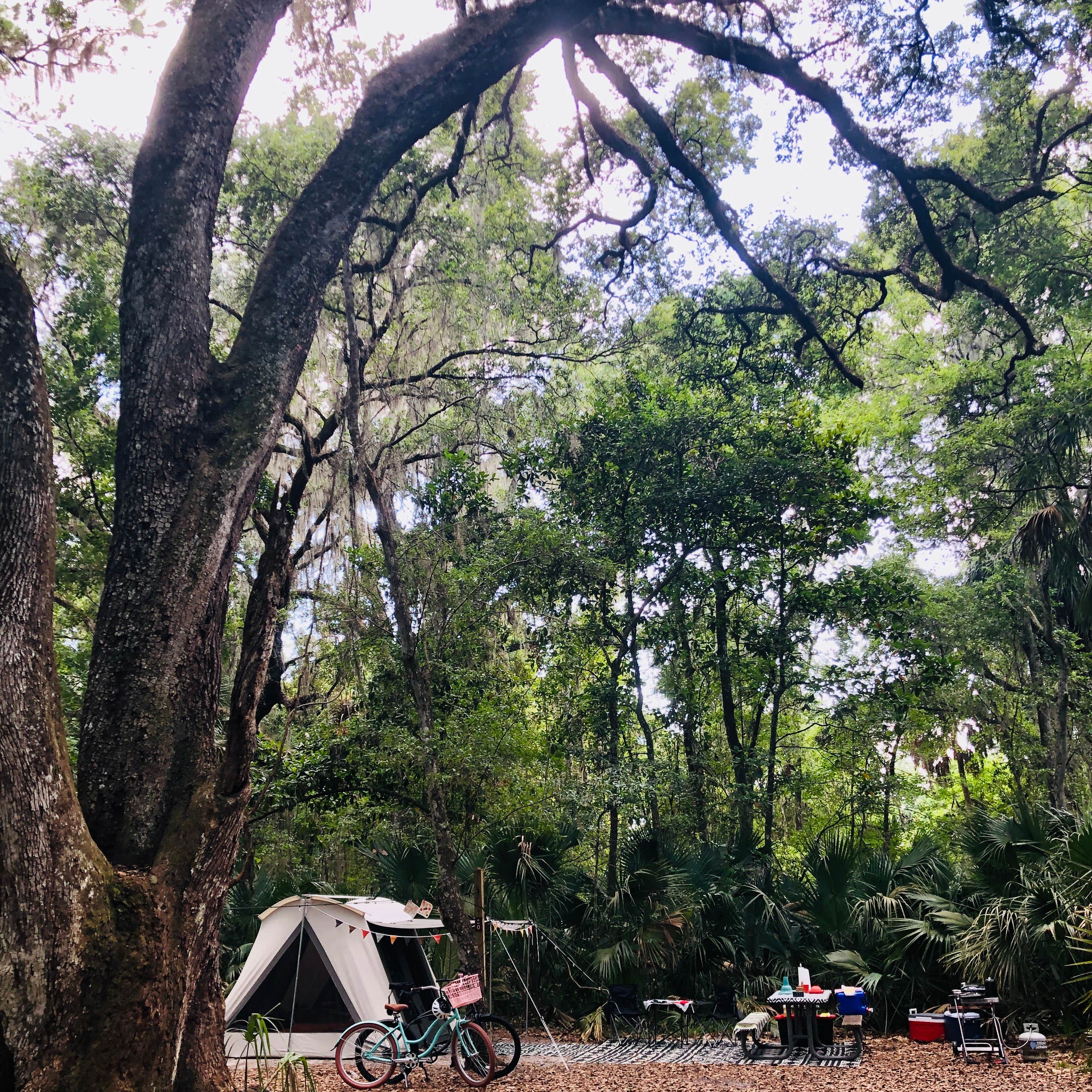 Paynes Prairie Preserve State Park Campground | Micanopy, Florida