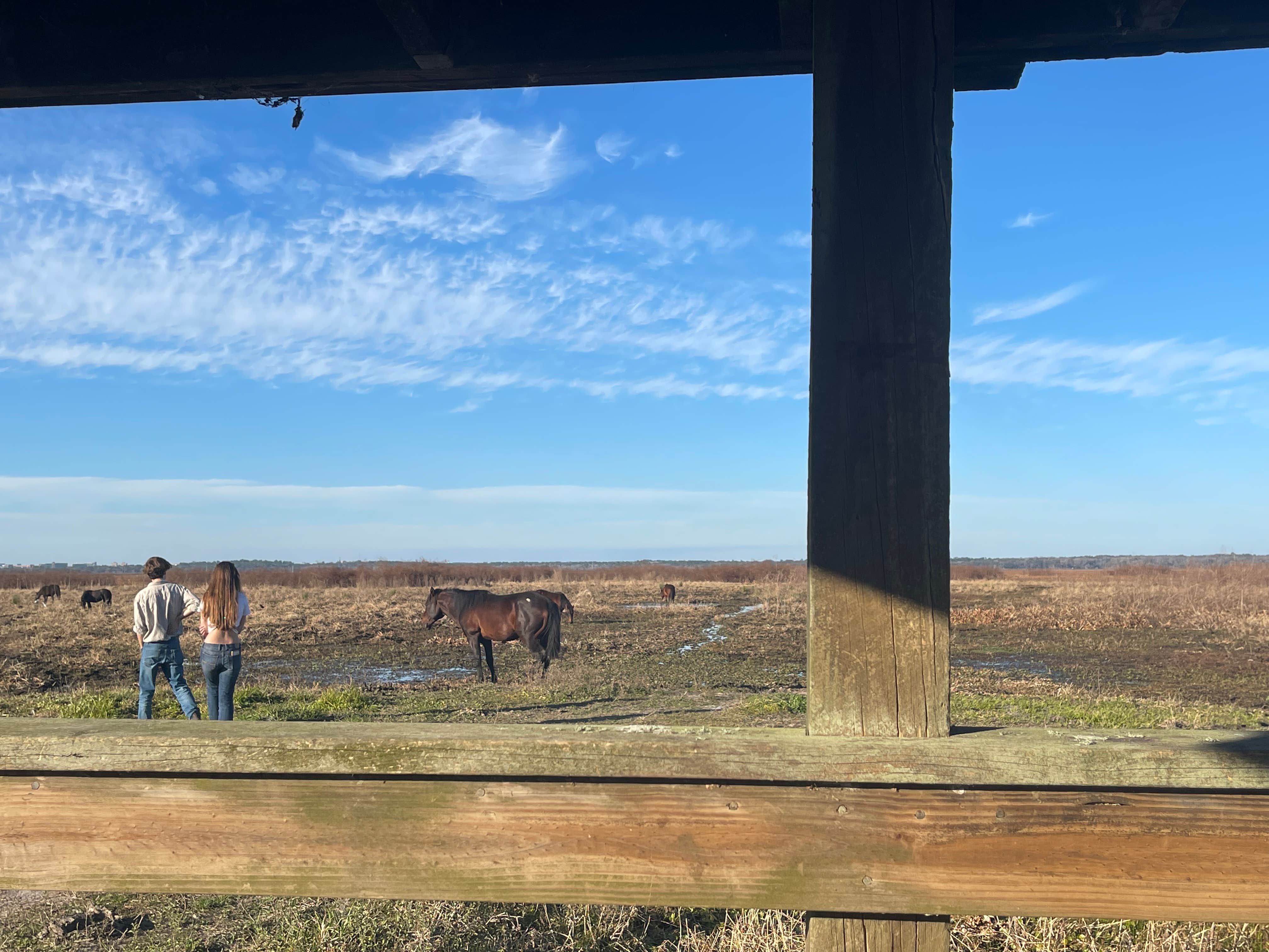 Joe R.'s photo of camping with a horse at Paynes Prairie Preserve State Park Campground near Keystone Heights, FL