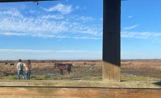 Joe R.'s photo of camping with a horse at Paynes Prairie Preserve State Park Campground near Waldo, FL