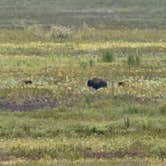 Review photo of Paynes Prairie Preserve State Park Campground by Jeff E., June 26, 2024