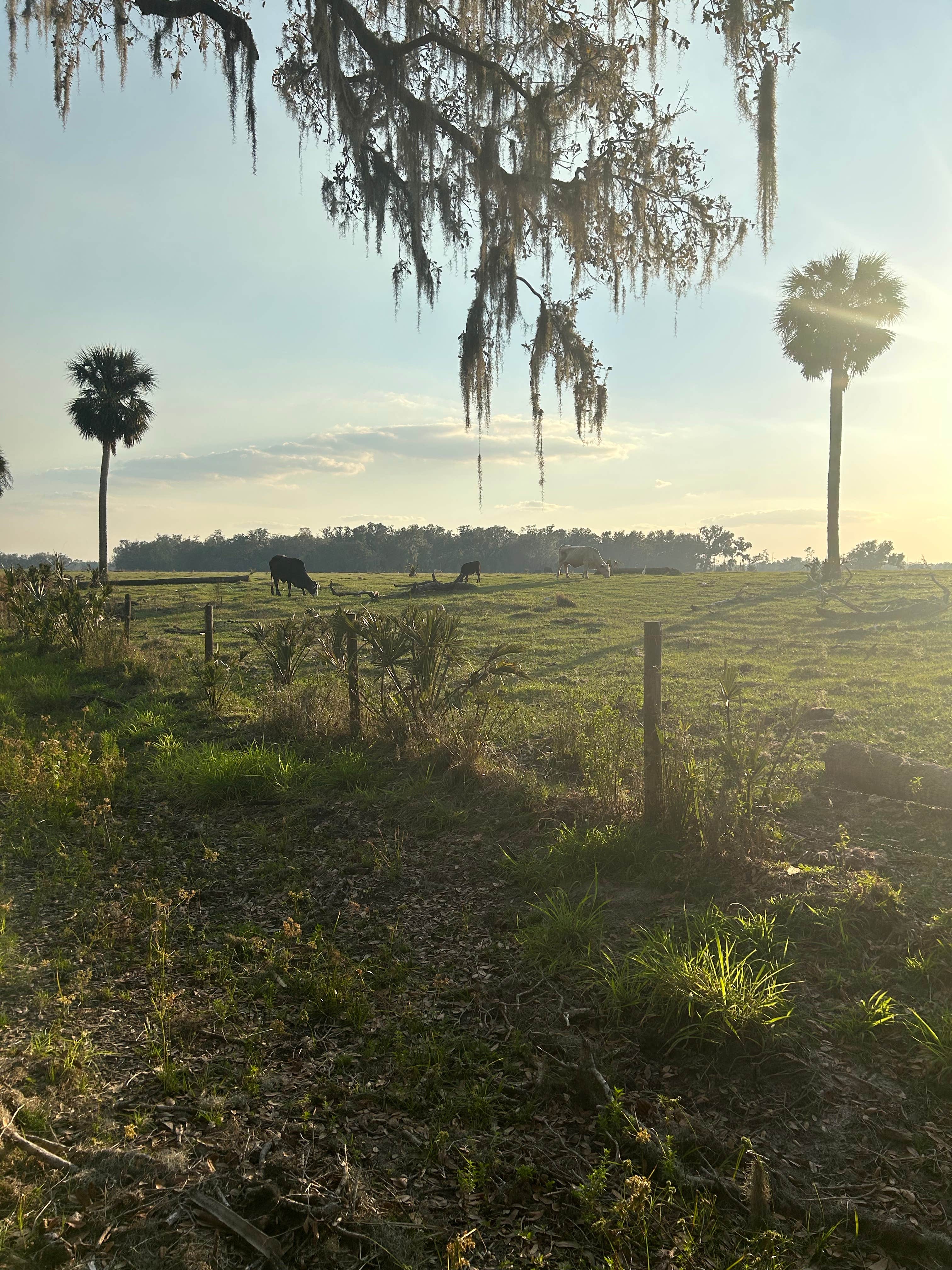 Camper-submitted photo at Peace River Oaks near Venus, FL