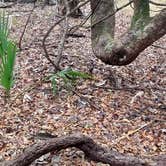 Review photo of Thousand Trails Peace River by Capt.Greg O., February 23, 2026