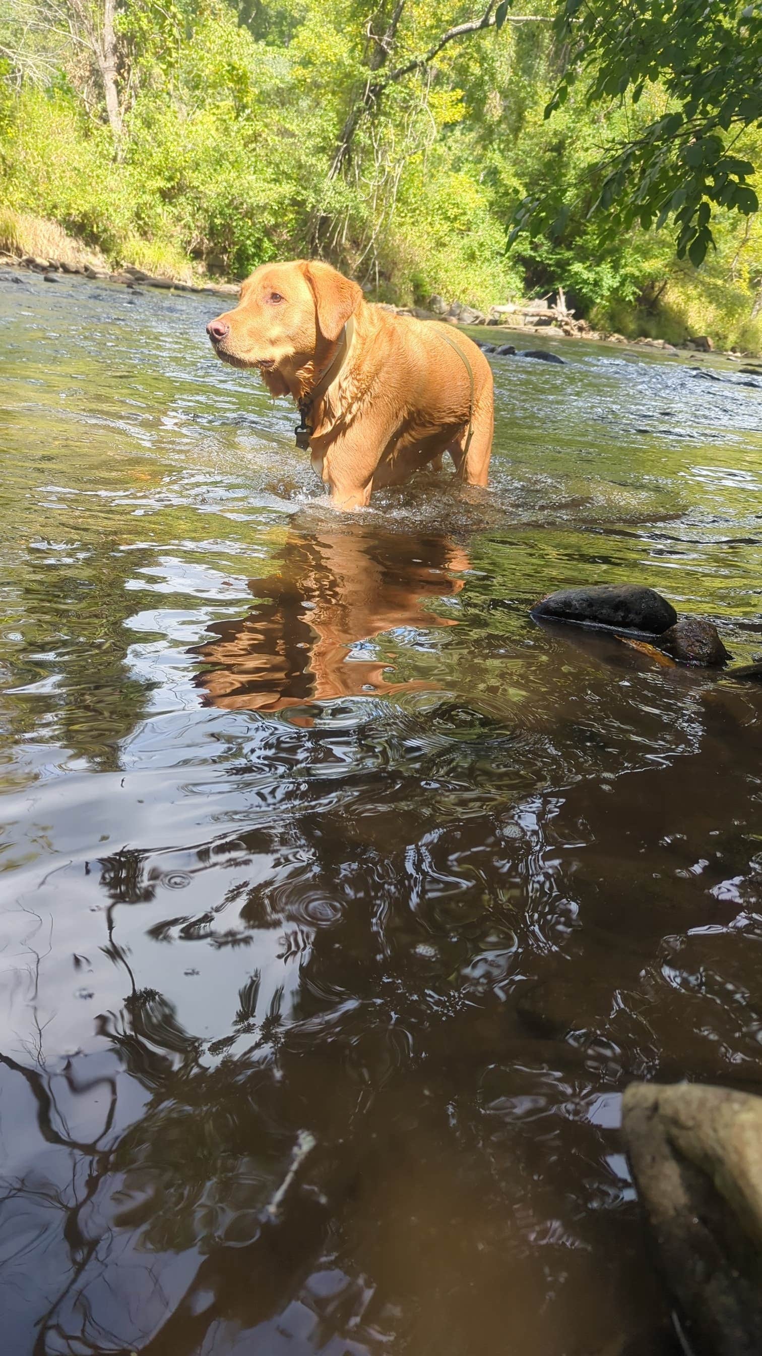 Jamie N.'s photo of camping with pets at Peaceful Cove Campground near Tuckasegee, NC