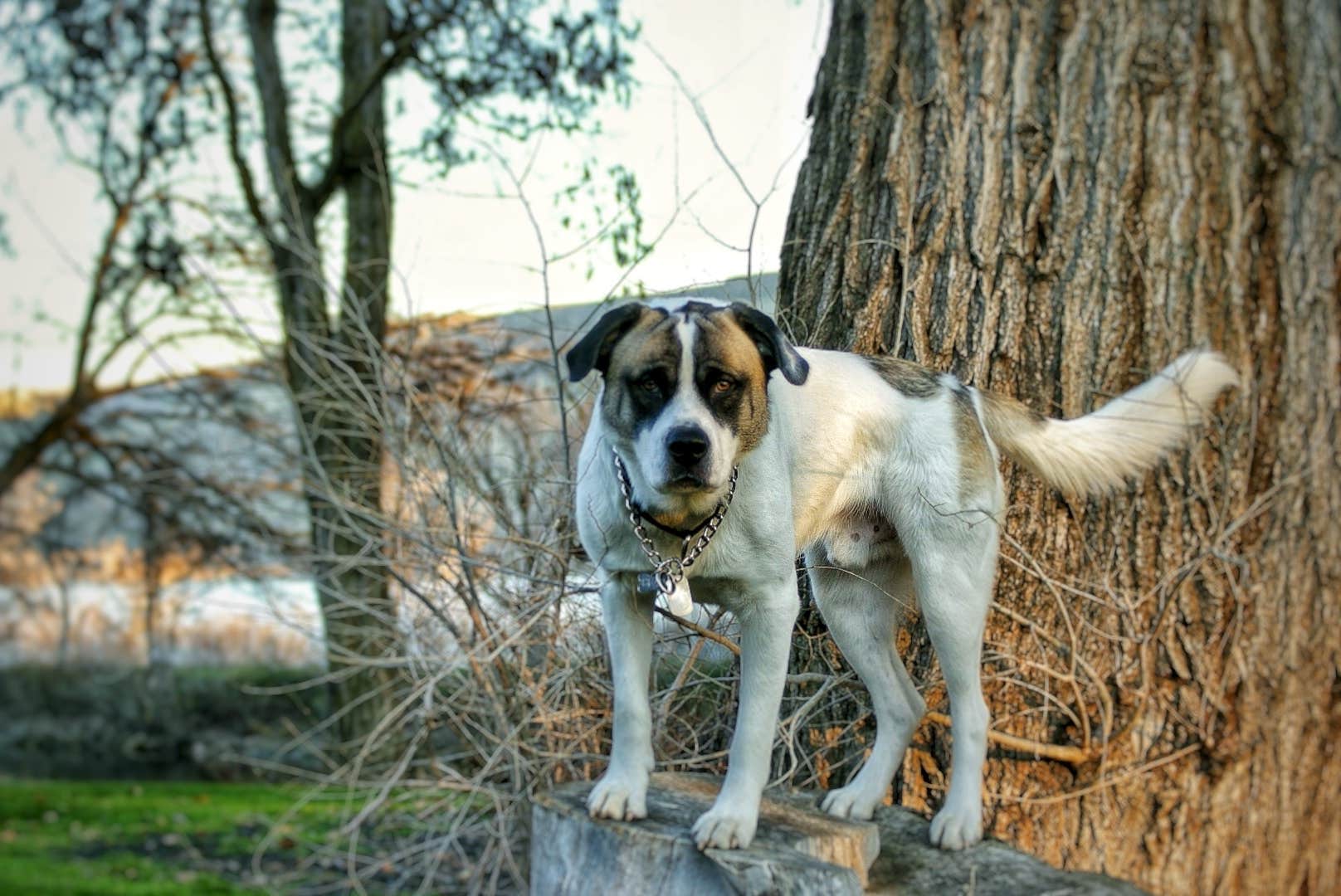 angelina H.'s photo of camping with pets at Peach Beach RV Park on the Columbia near John Day Lock and Dam, Lake Umatilla