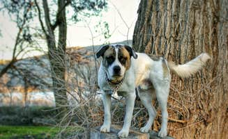 angelina H.'s photo of camping with pets at Peach Beach RV Park on the Columbia near The Dalles, OR