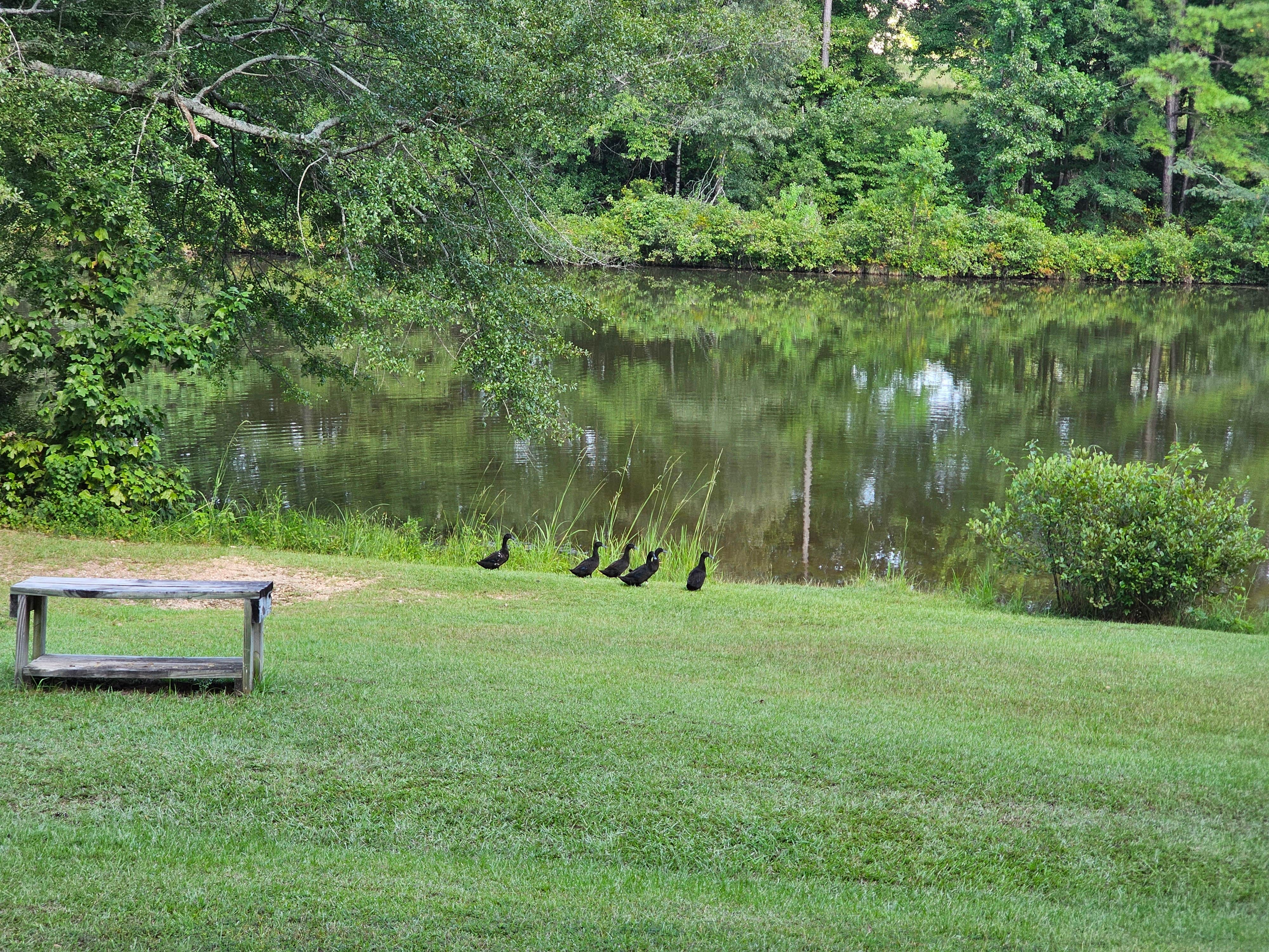 Camper submitted image from Peach Queen Campground - 4