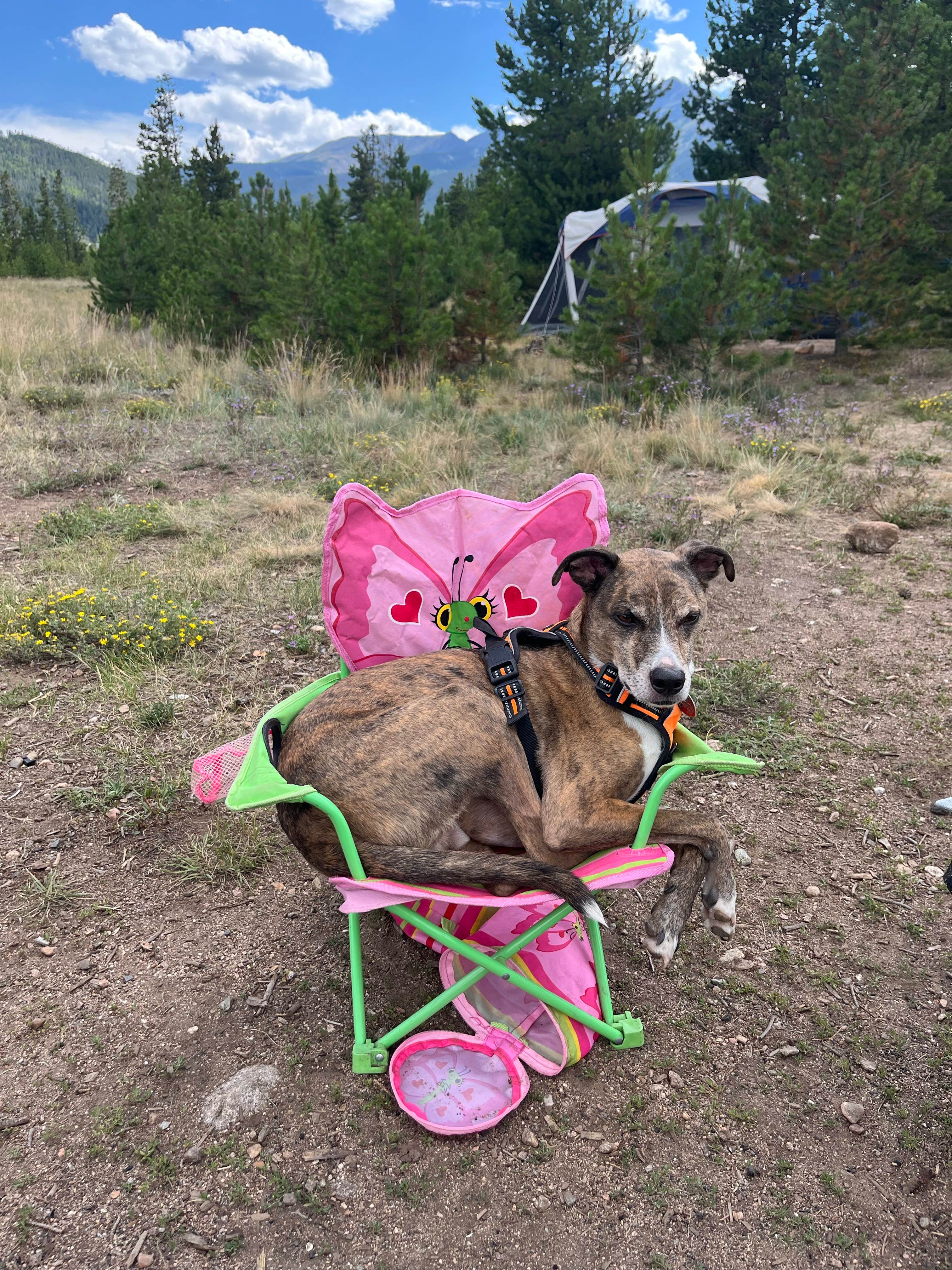 Sam W.'s photo of camping with pets at Peak One Campground near Avon, CO