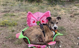 Sam W.'s photo of camping with pets at Peak One Campground near Minturn, CO