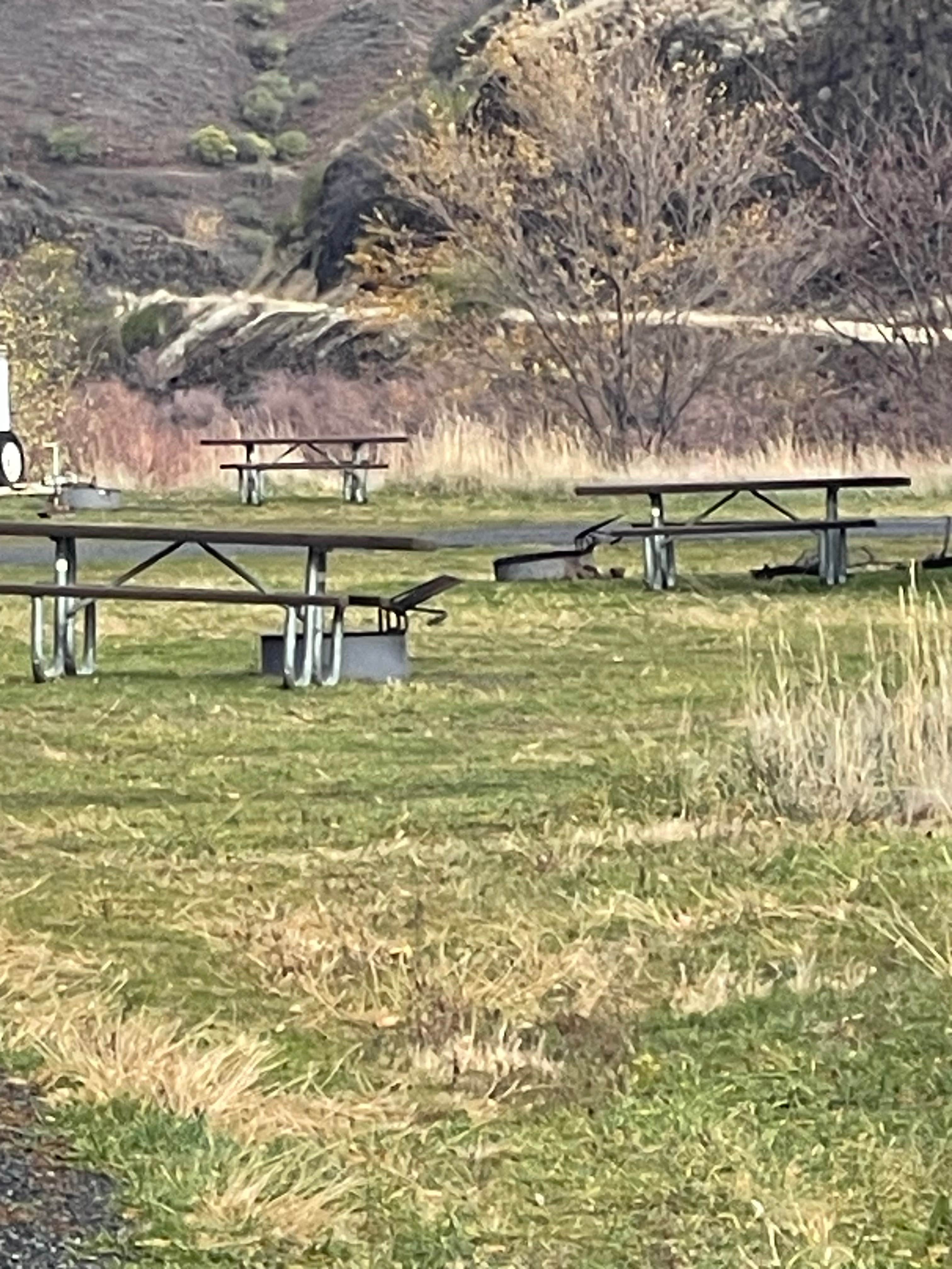 Camper-submitted photo at Pealy Loop Recreation Site Dispersed near White Bird, ID