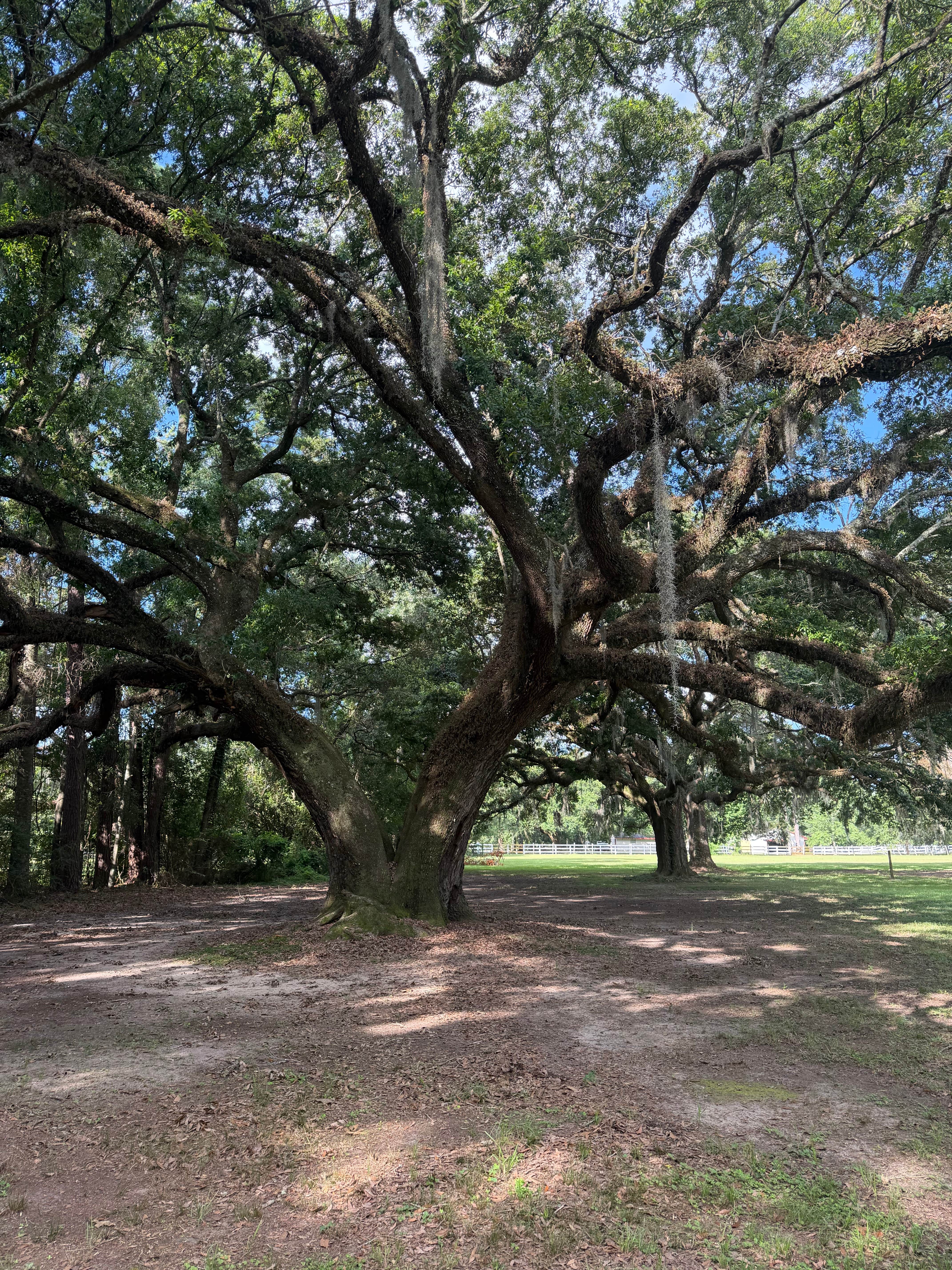 Camper-submitted photo at Pearl River WMA - Crawford Landing near New Orleans, LA
