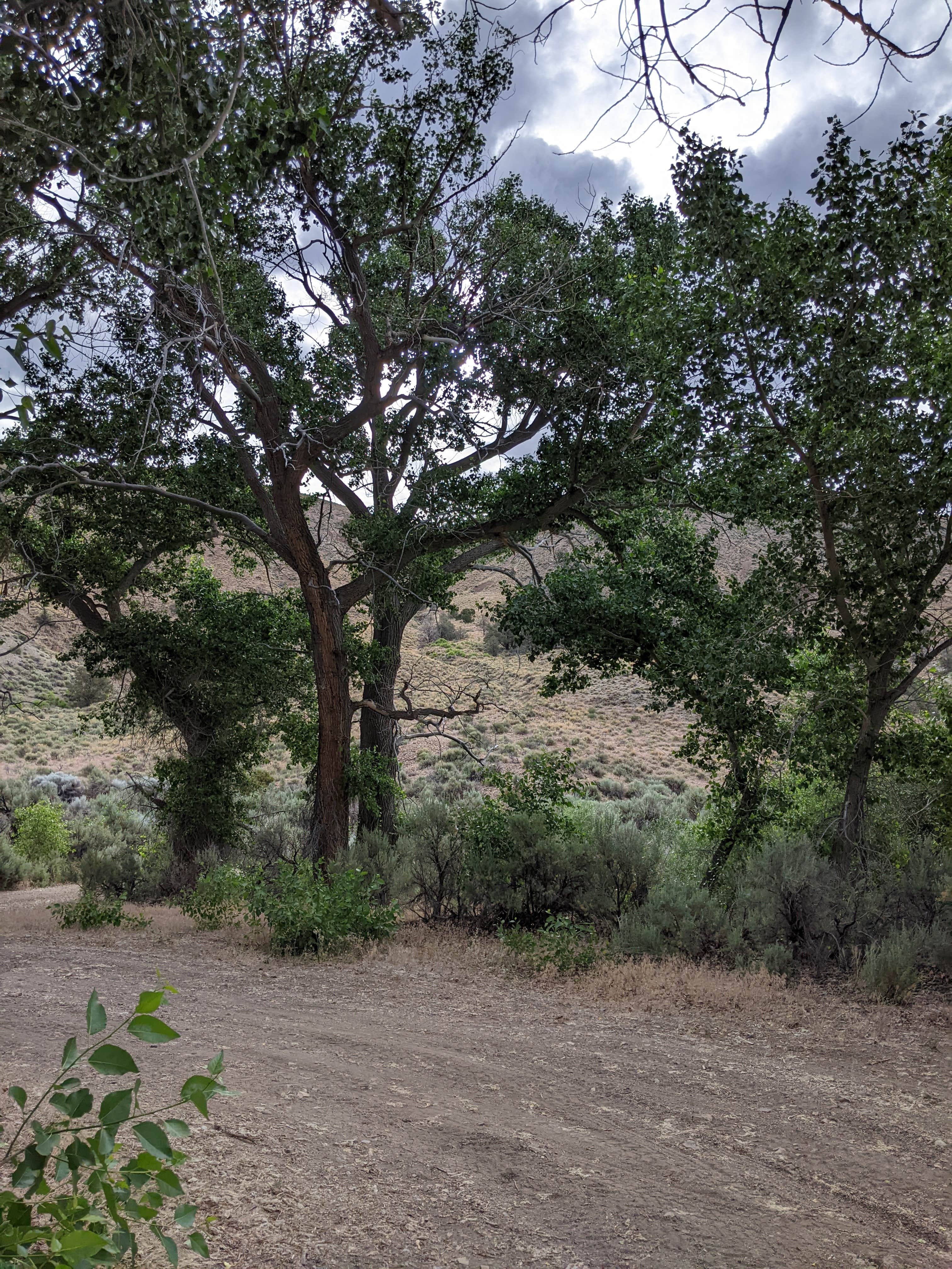 Camper submitted image from Peavine Campground - 3