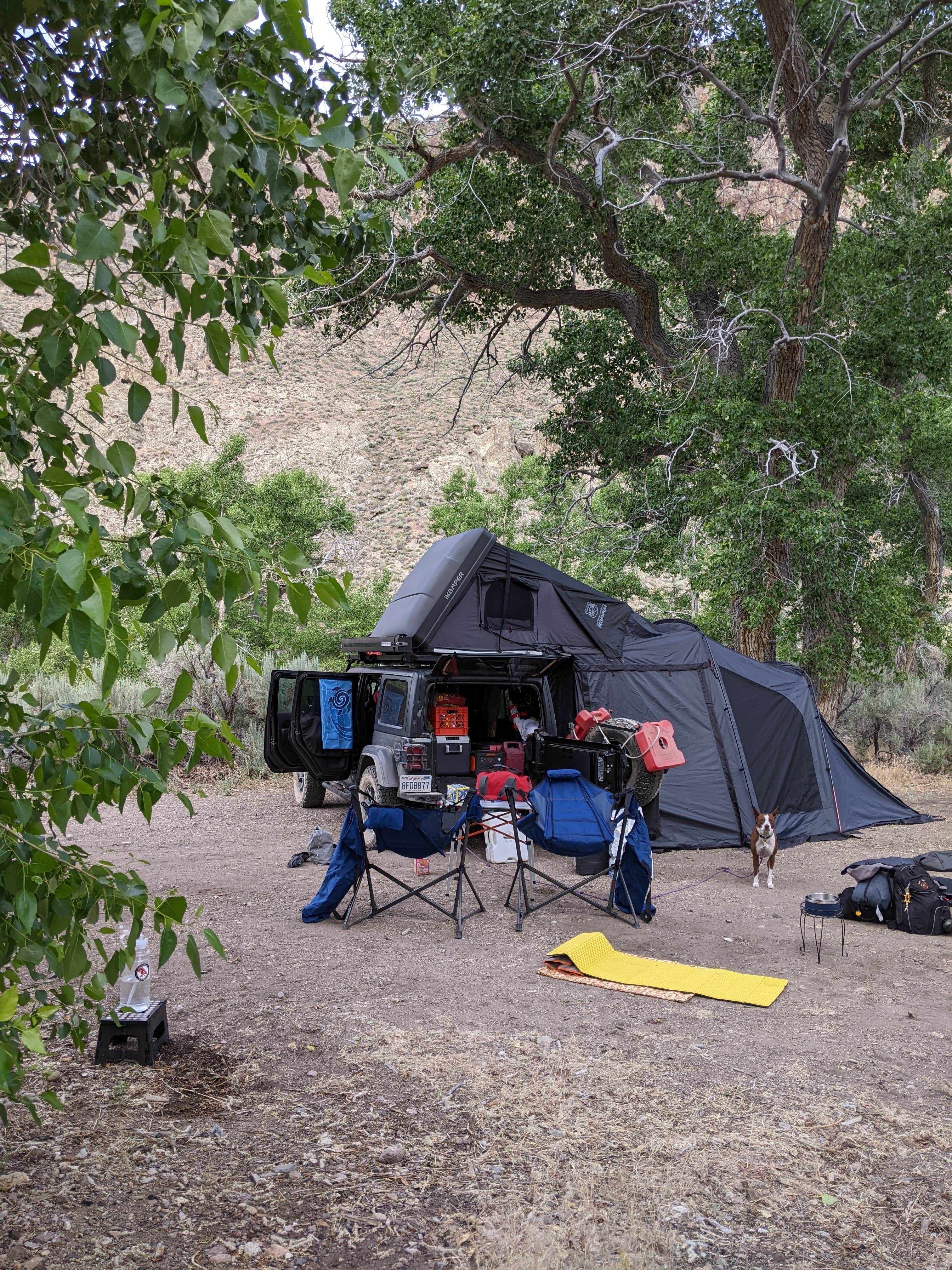 Linda L.'s photo of camping with pets at Peavine Campground near Tonopah, NV