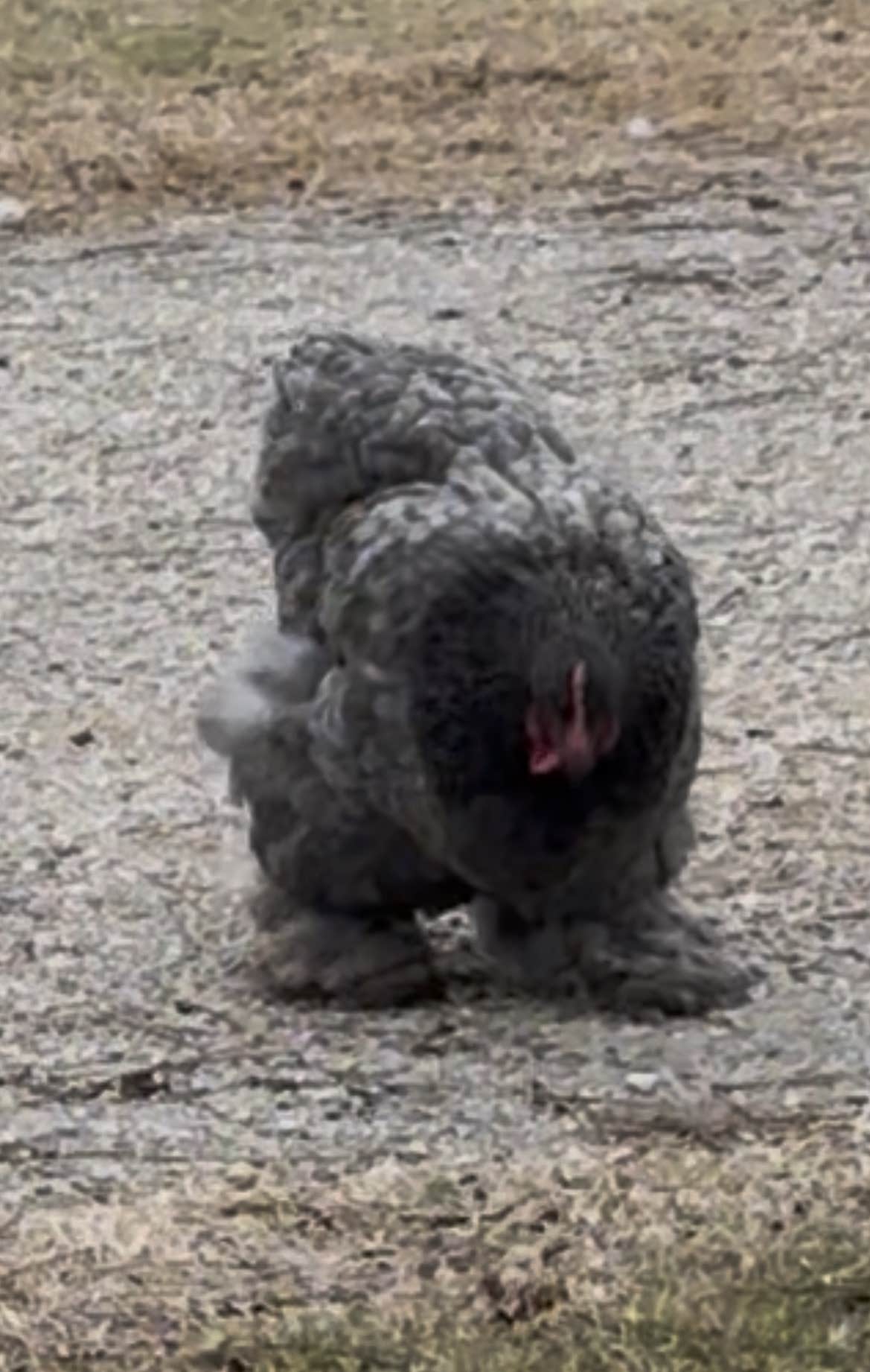 Jane S.'s photo of camping with pets at Pecan Valley RV Park near Eden, TX