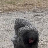 Review photo of Pecan Valley RV Park by Jane S., December 16, 2025