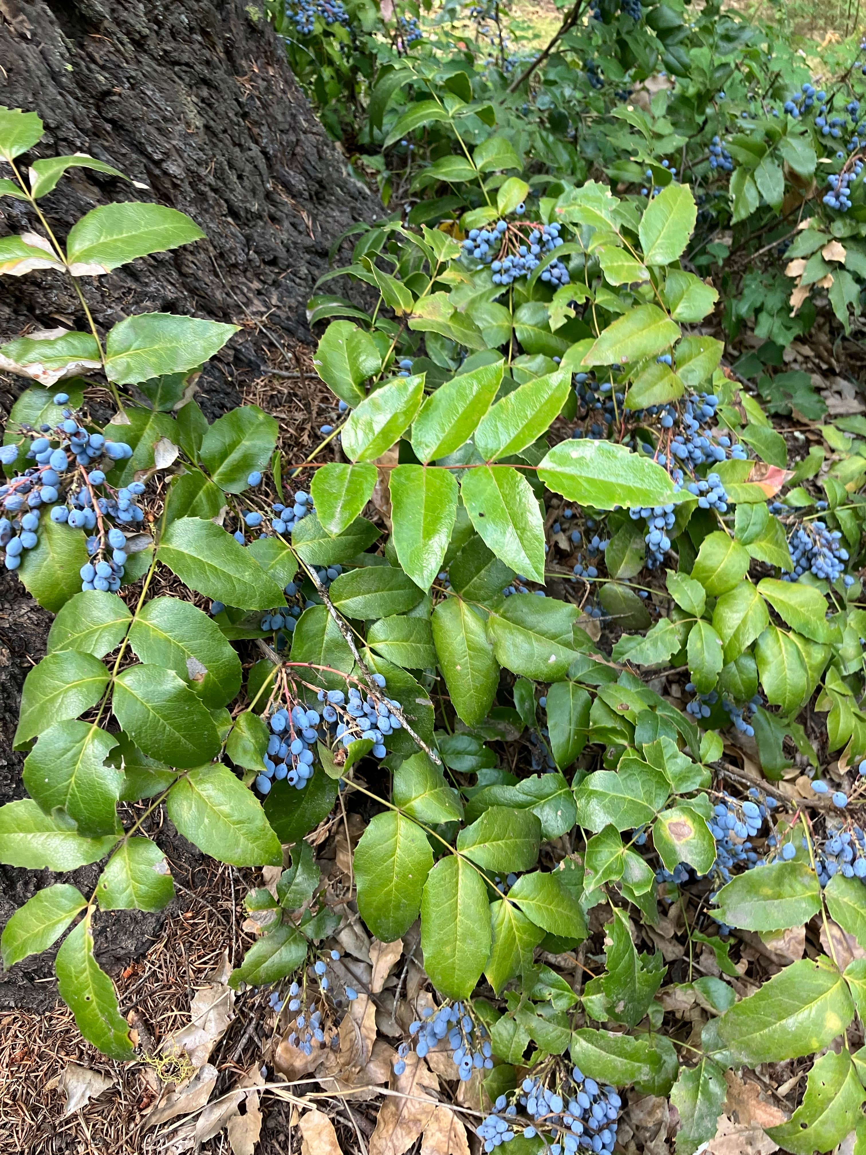 Camper-submitted photo at Pend Oreille County Park near Deer Park, WA