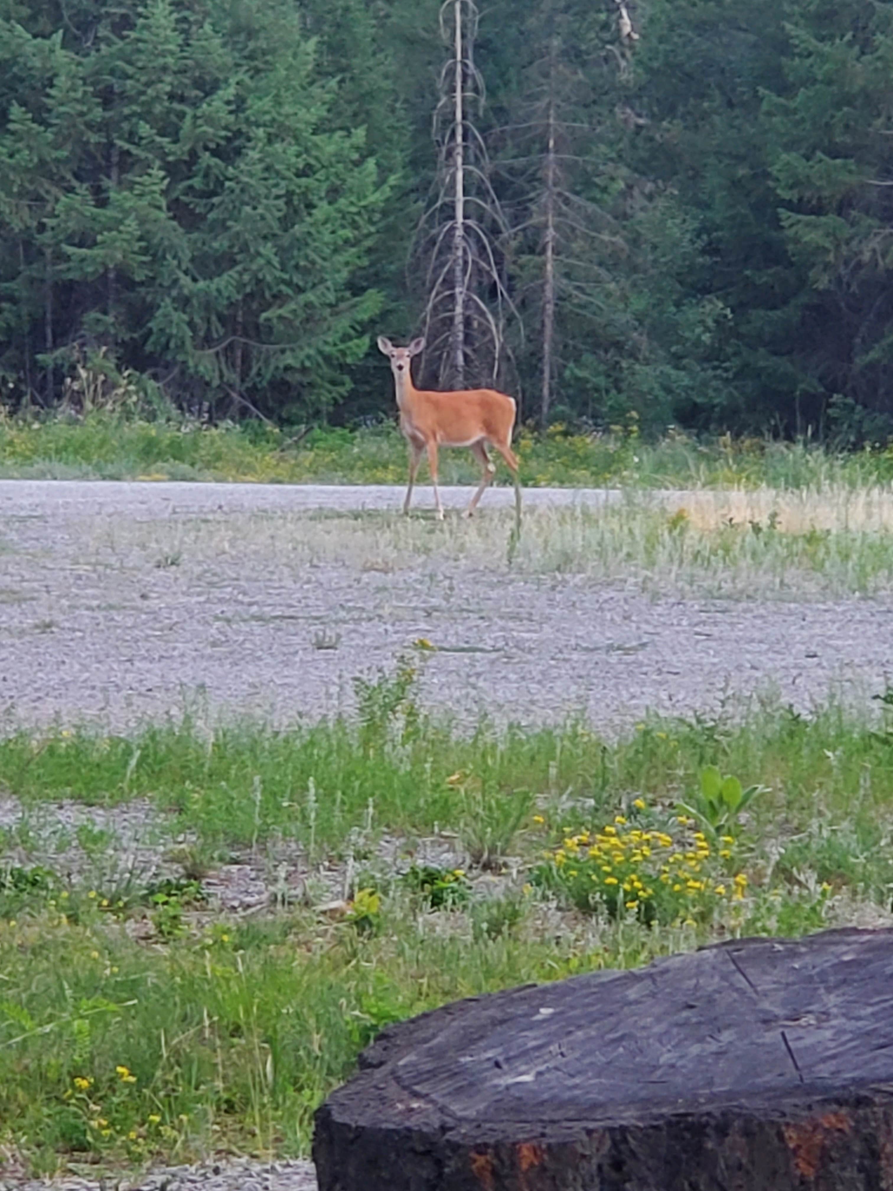 Camper-submitted photo at Pend Oreille County Park near Chattaroy, WA