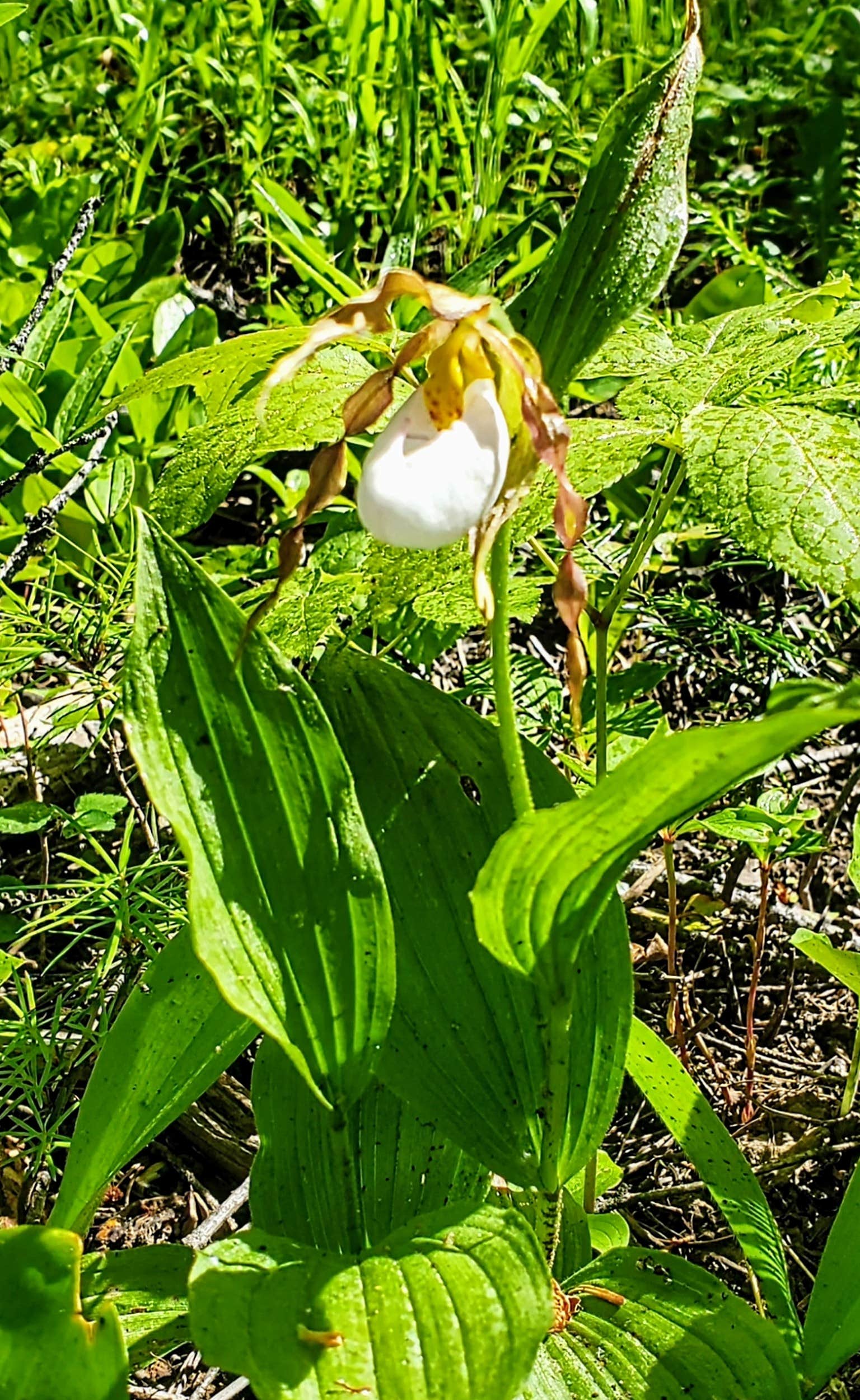 Camper-submitted photo at Pend Oreille County Park near Chattaroy, WA