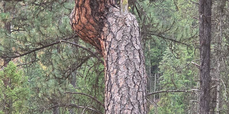 Camper submitted image from Peninsula Dispersed Campground And Recreation Area
