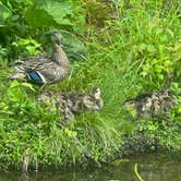 Review photo of French Creek State Park Campground by BD Funny W., May 27, 2026