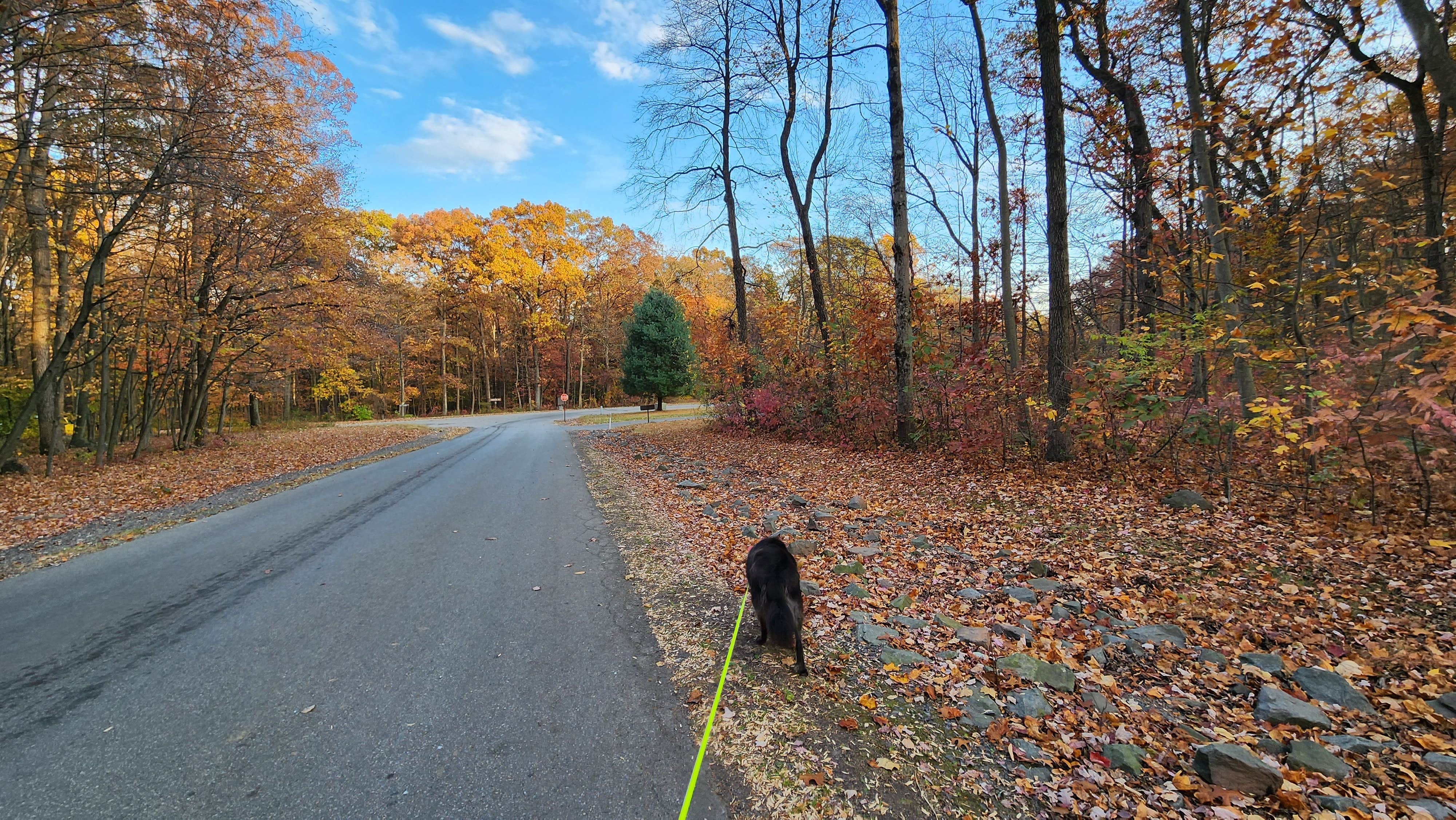 Renee P.'s photo of camping with pets at French Creek State Park Campground near Reading, PA