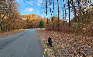 Renee P.'s photo of camping with pets at French Creek State Park Campground near Skippack, PA