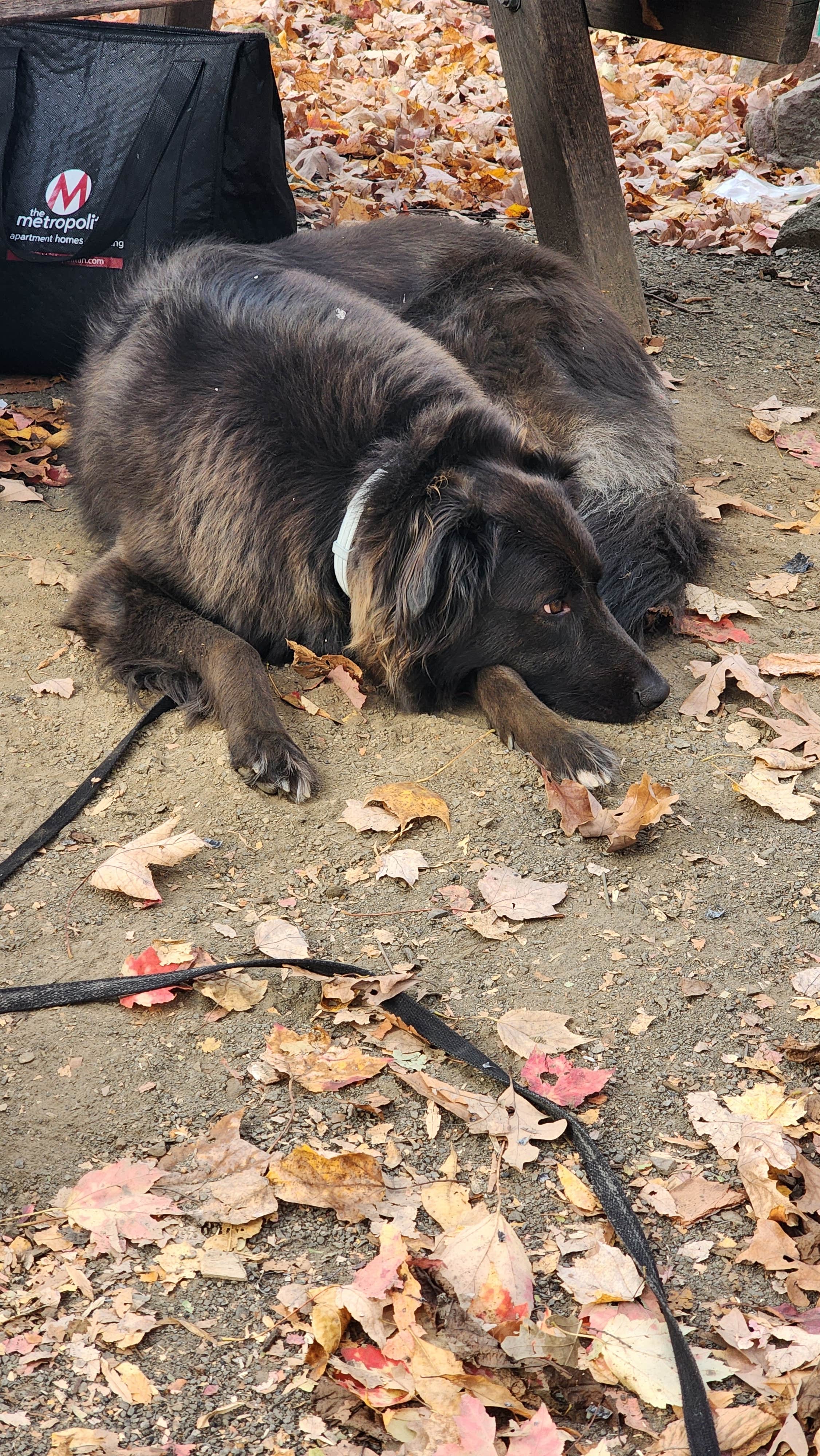 Renee P.'s photo of camping with pets at French Creek State Park Campground near Gradyville, PA