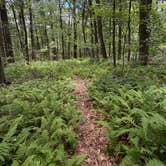 Review photo of Greenwood Furnace State Park Campground by susan F., June 29, 2026