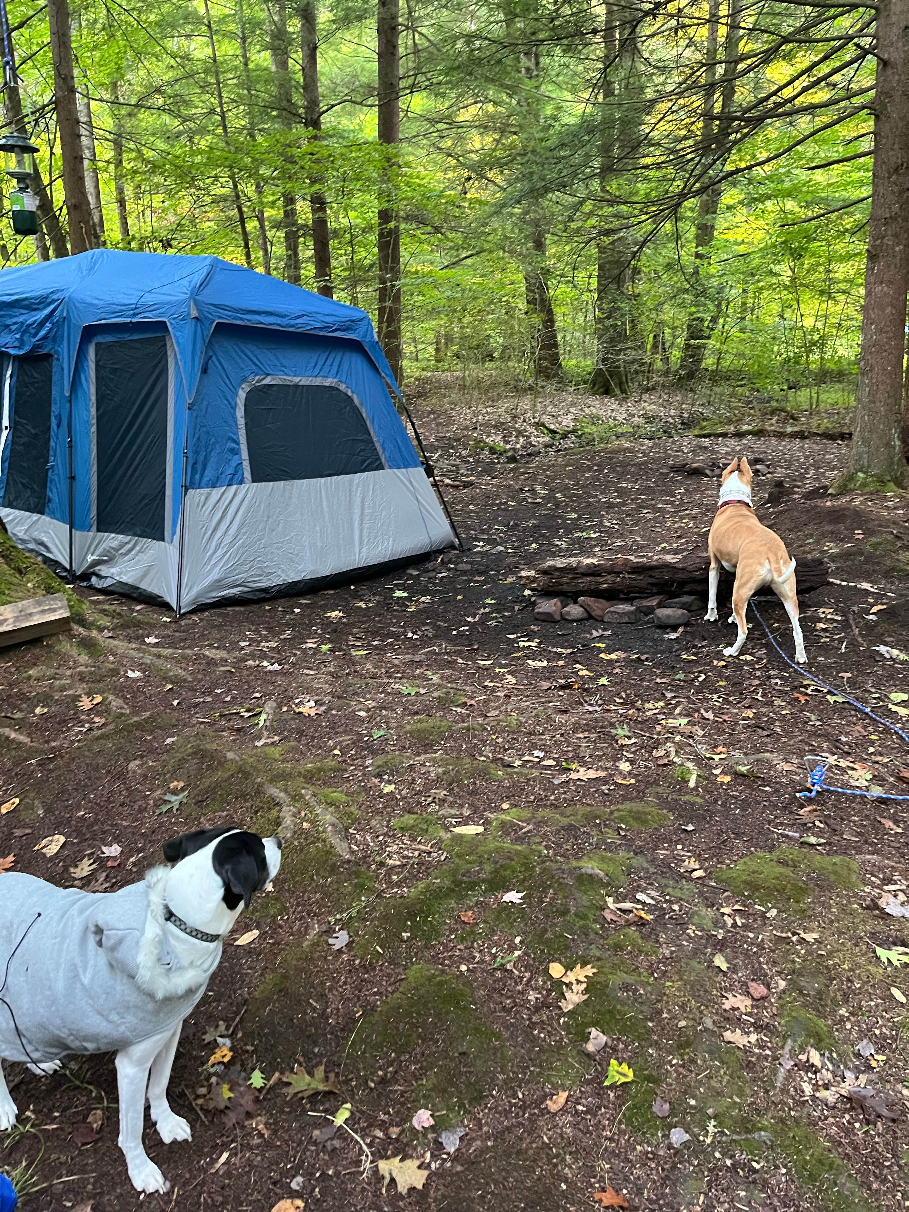 Nick B.'s photo at Minister Creek Campground near Allegheny National Forest